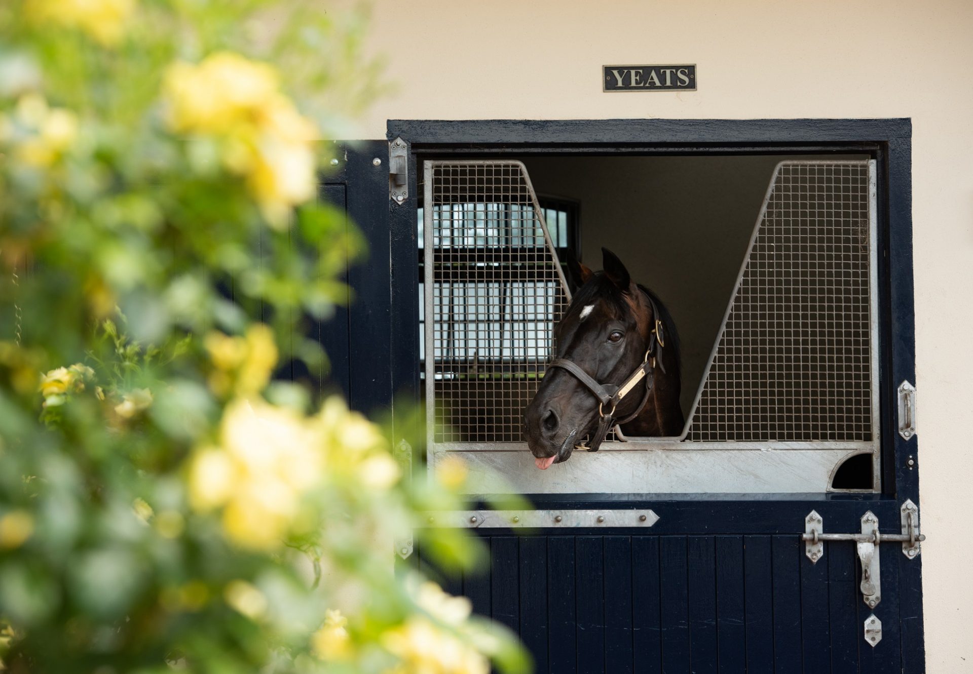 Yeats stable