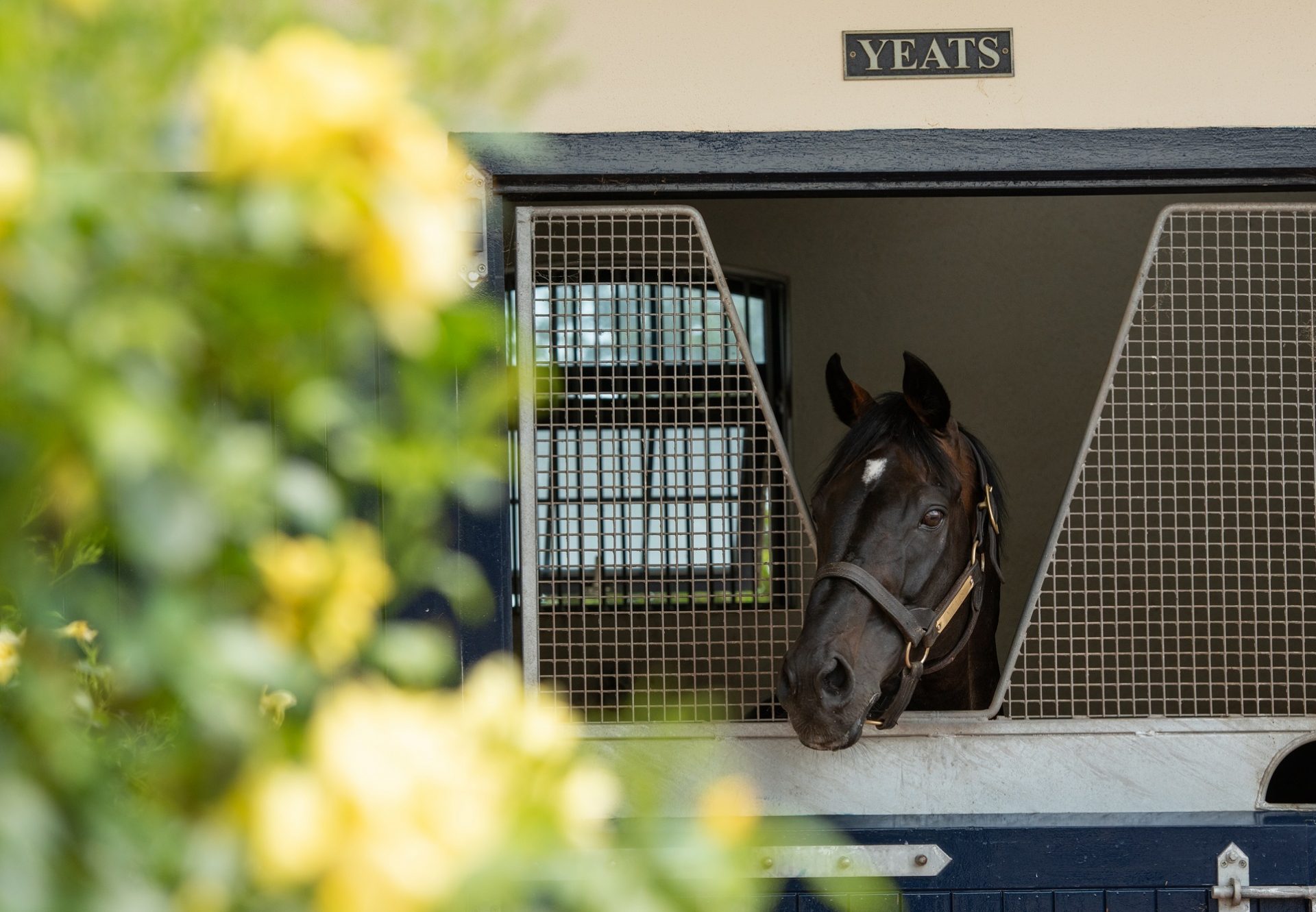 Yeats Stable