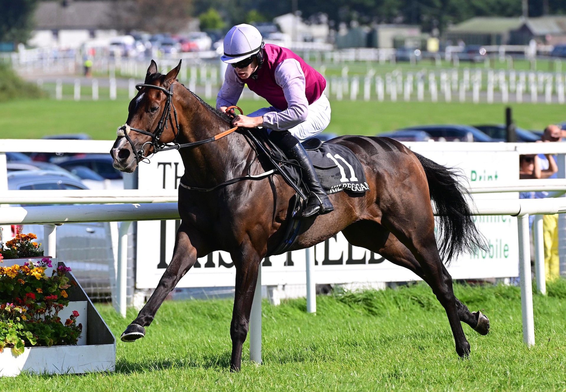 Zolpharine (Yeats) Wins On Hurdle Debut At Kilbeggan