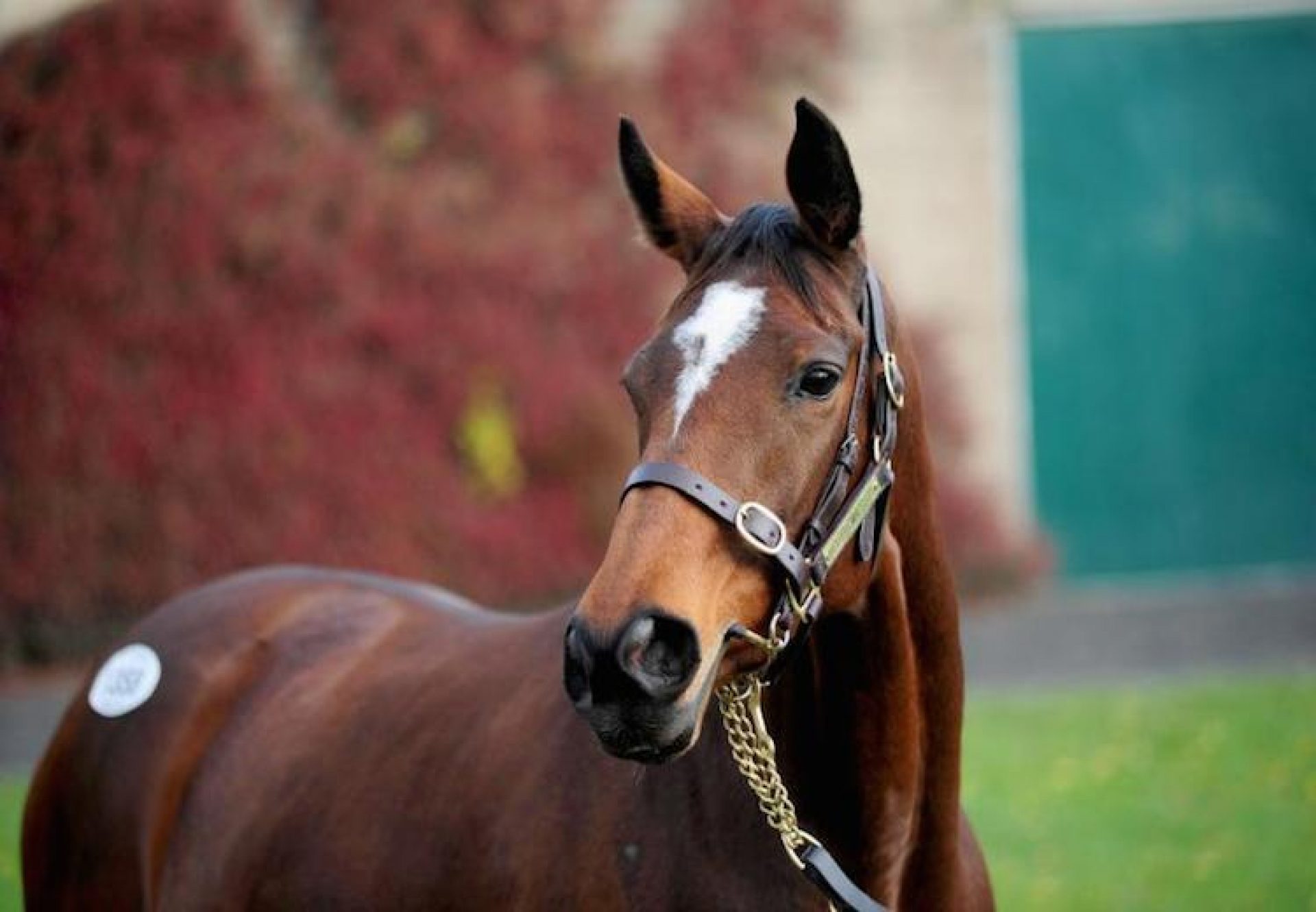 Augusta Kate (Yeats) head shot