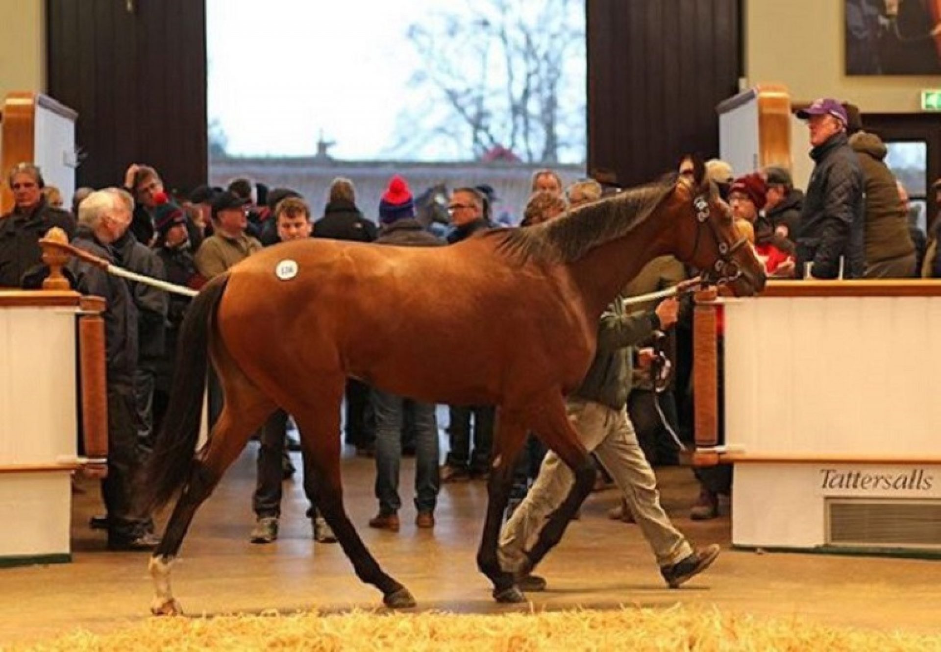 Australia Colt ex Sweepstake selling for 150,000gns at Newmarket