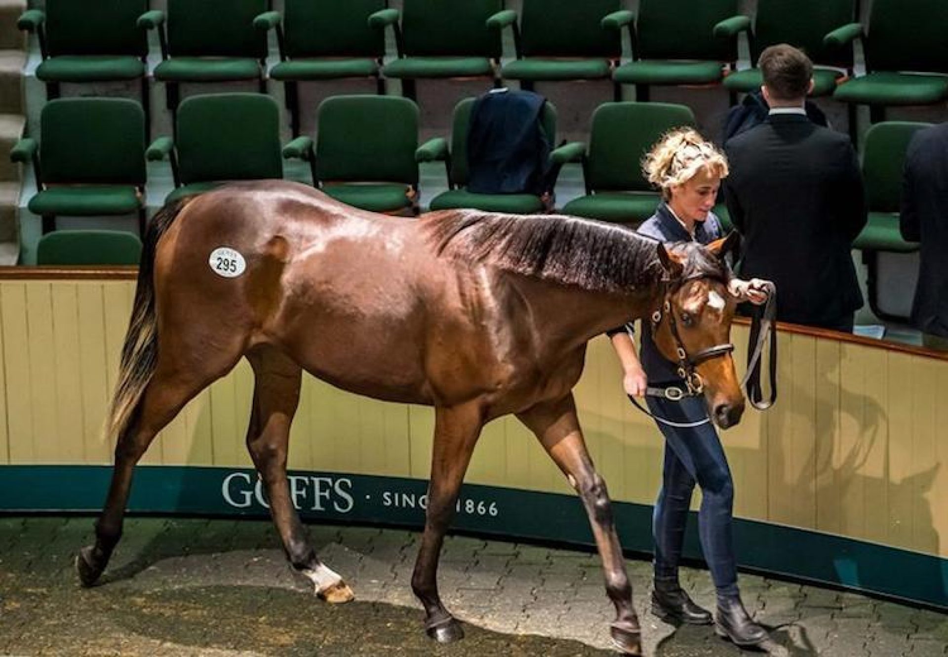 Camelot ex Flawless Beauty selling for €500,000 at Goffs Orby Sale