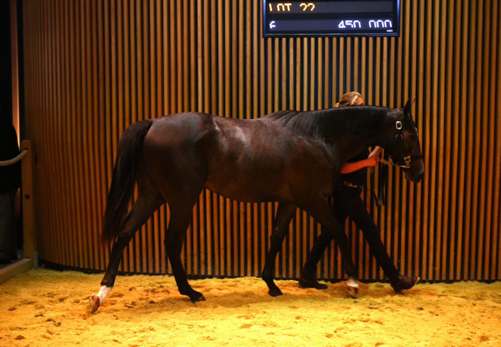 Camelot ex Rock My Soul yearling colt selling at Arqana for €560,000