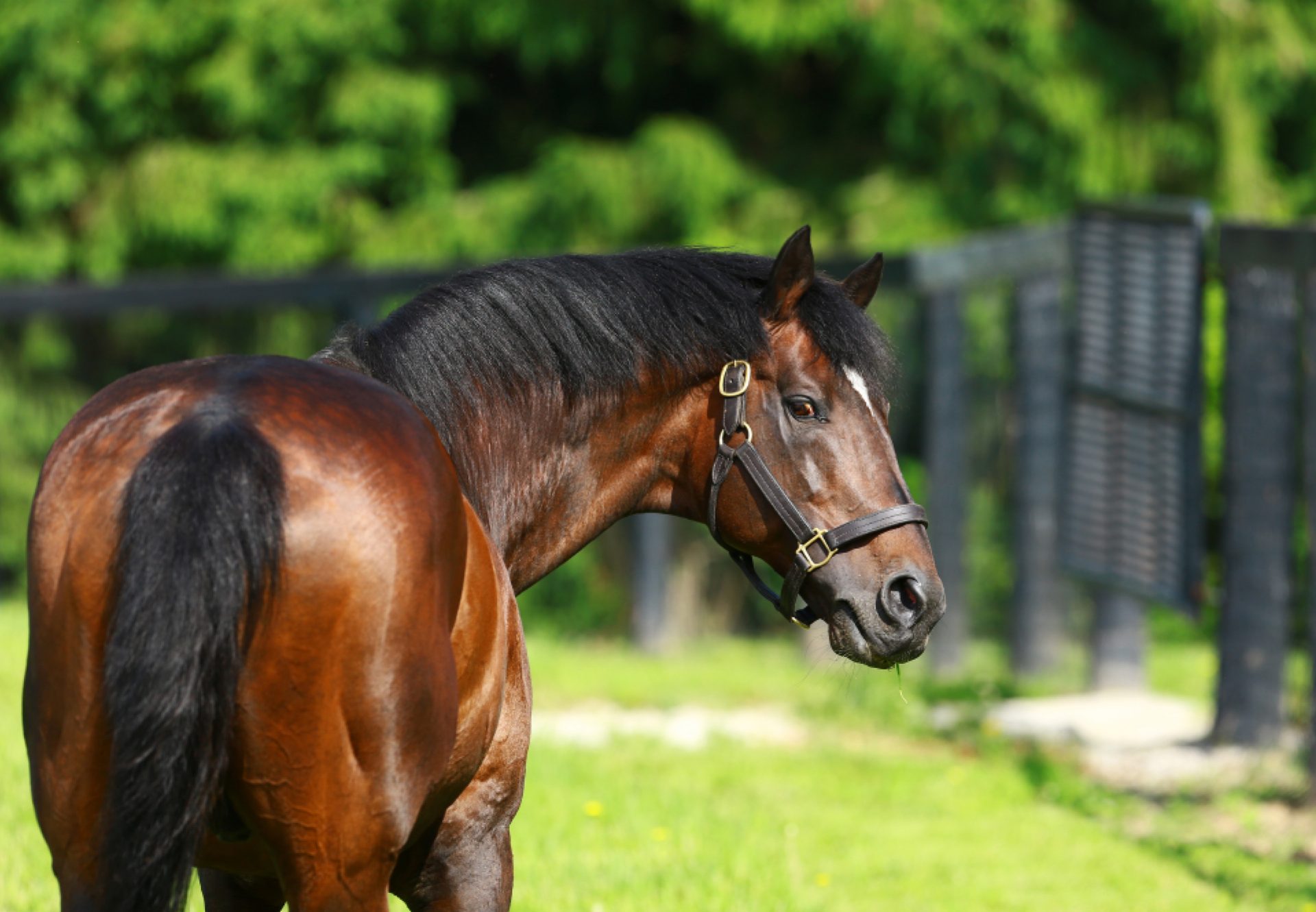 Fusaichi Pegasus paddock shot