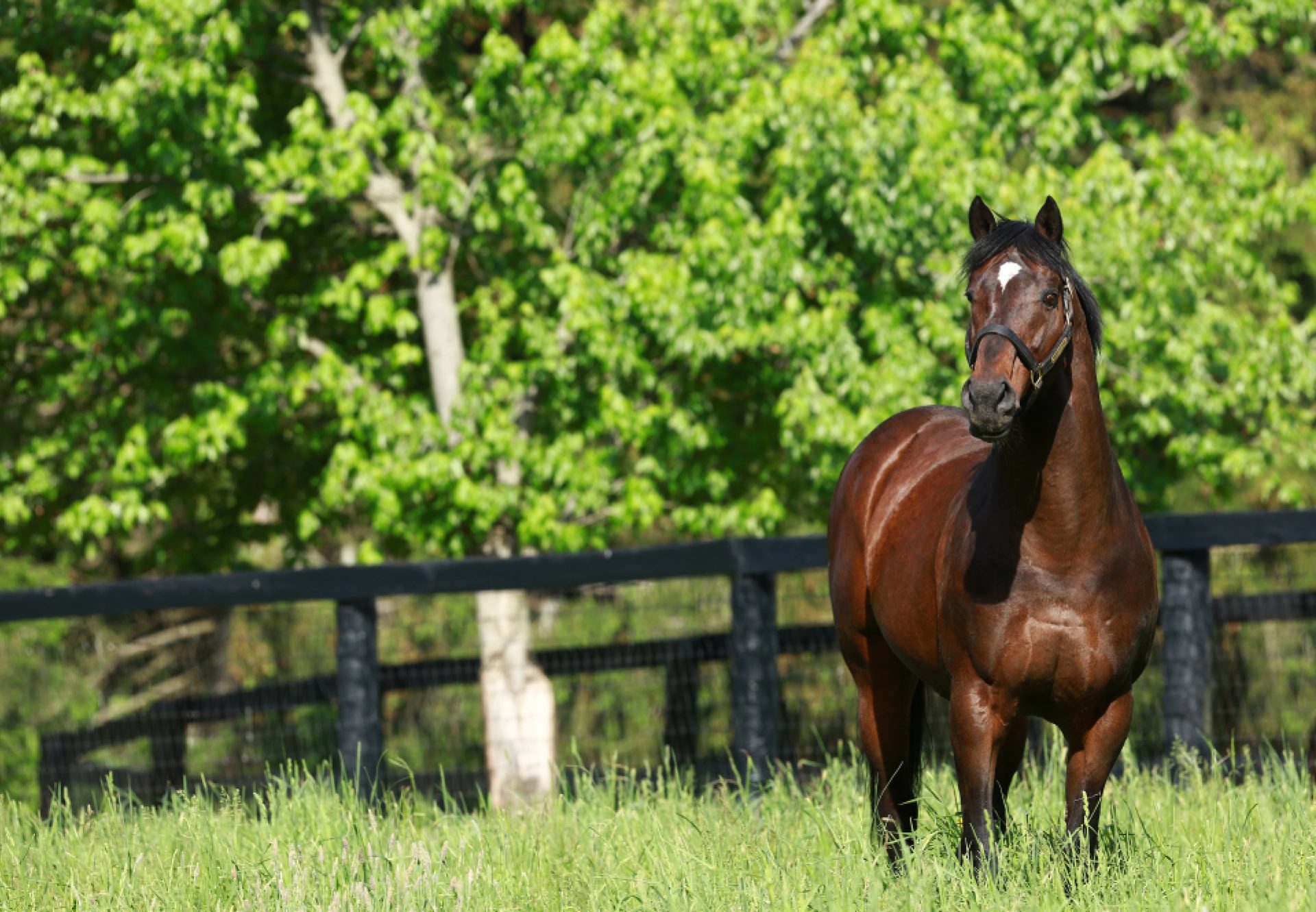 Fusaichi Pegasus paddock shot