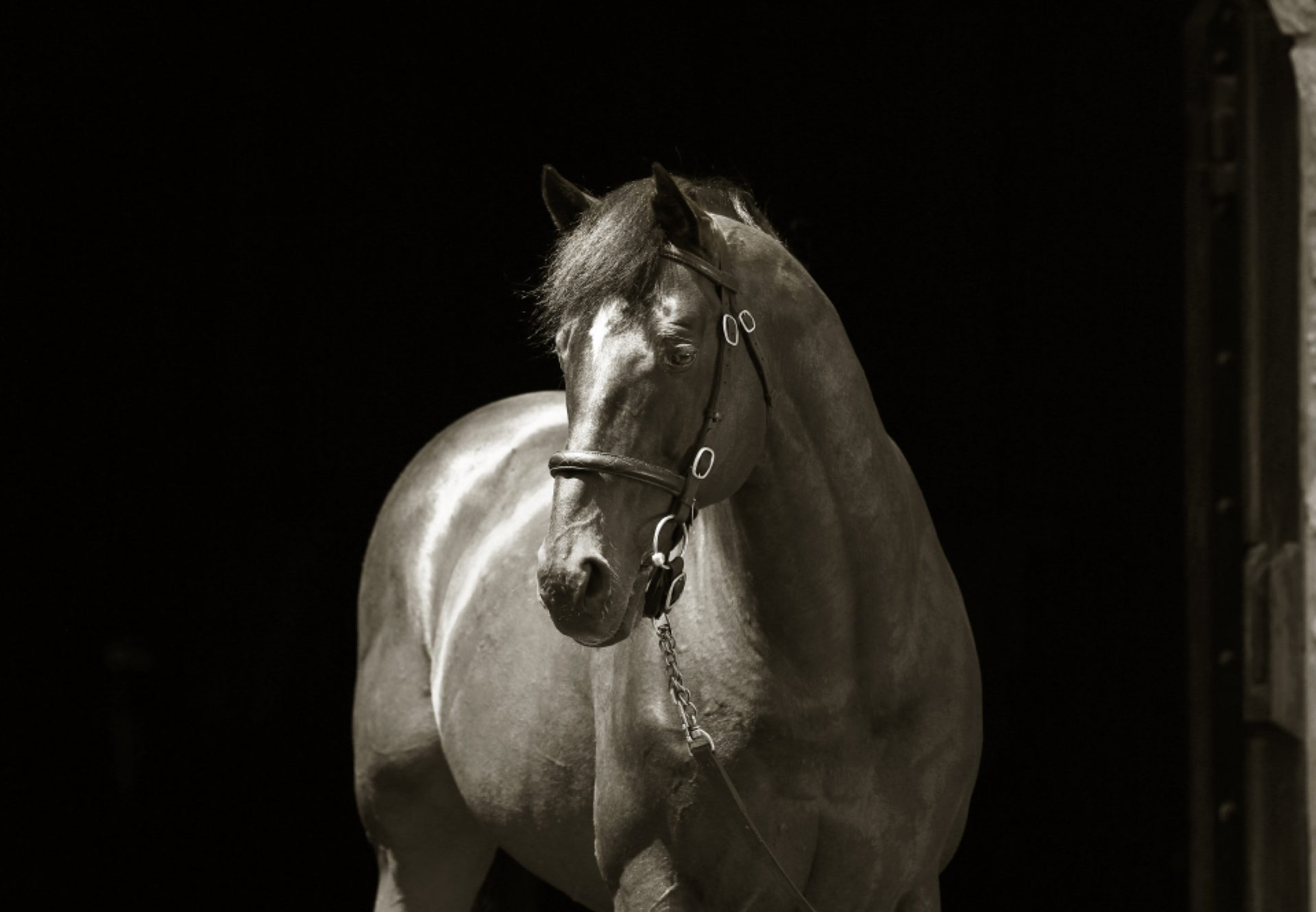 Fusaichi Pegasus head shot