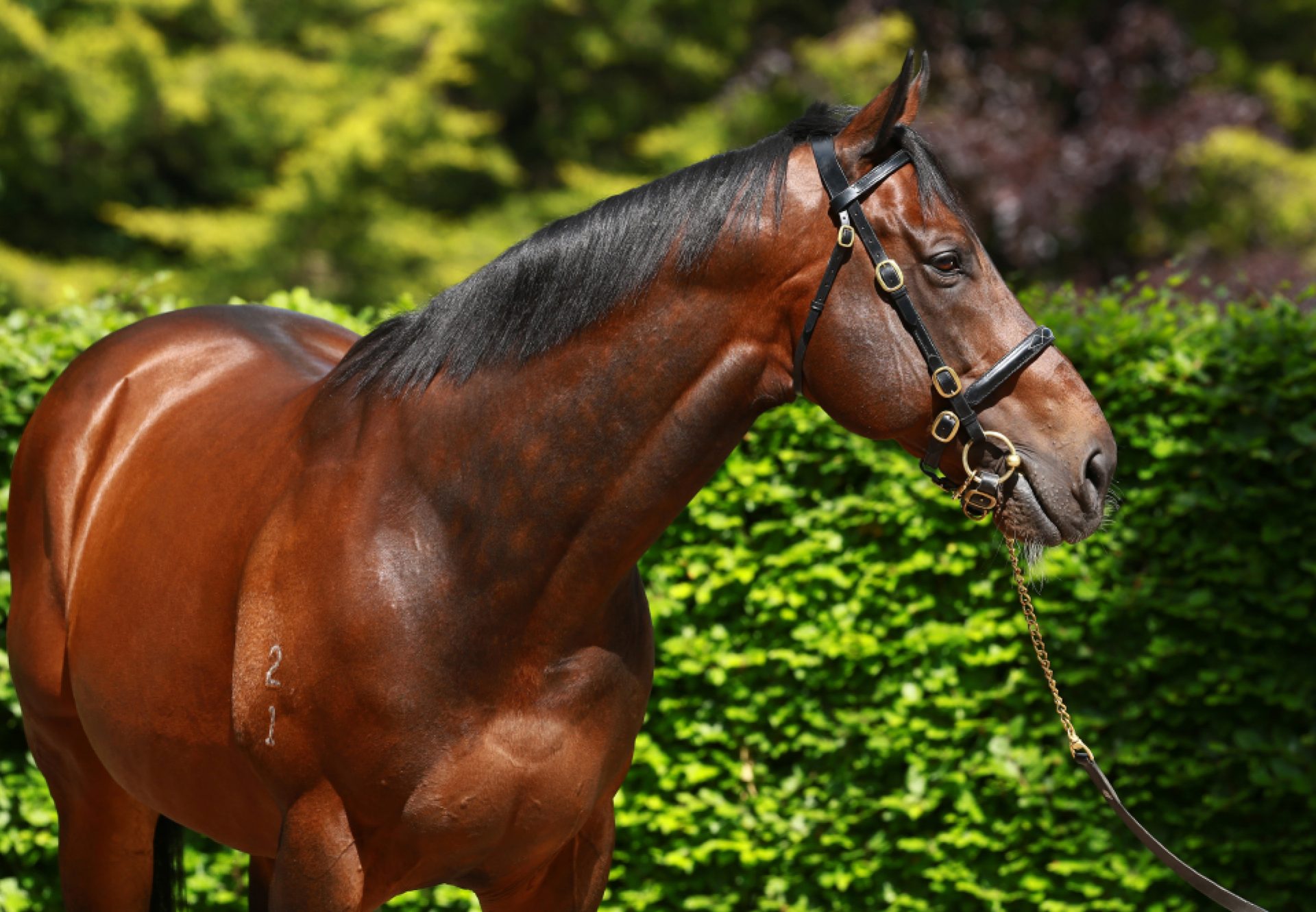 Fastnet Rock head shot