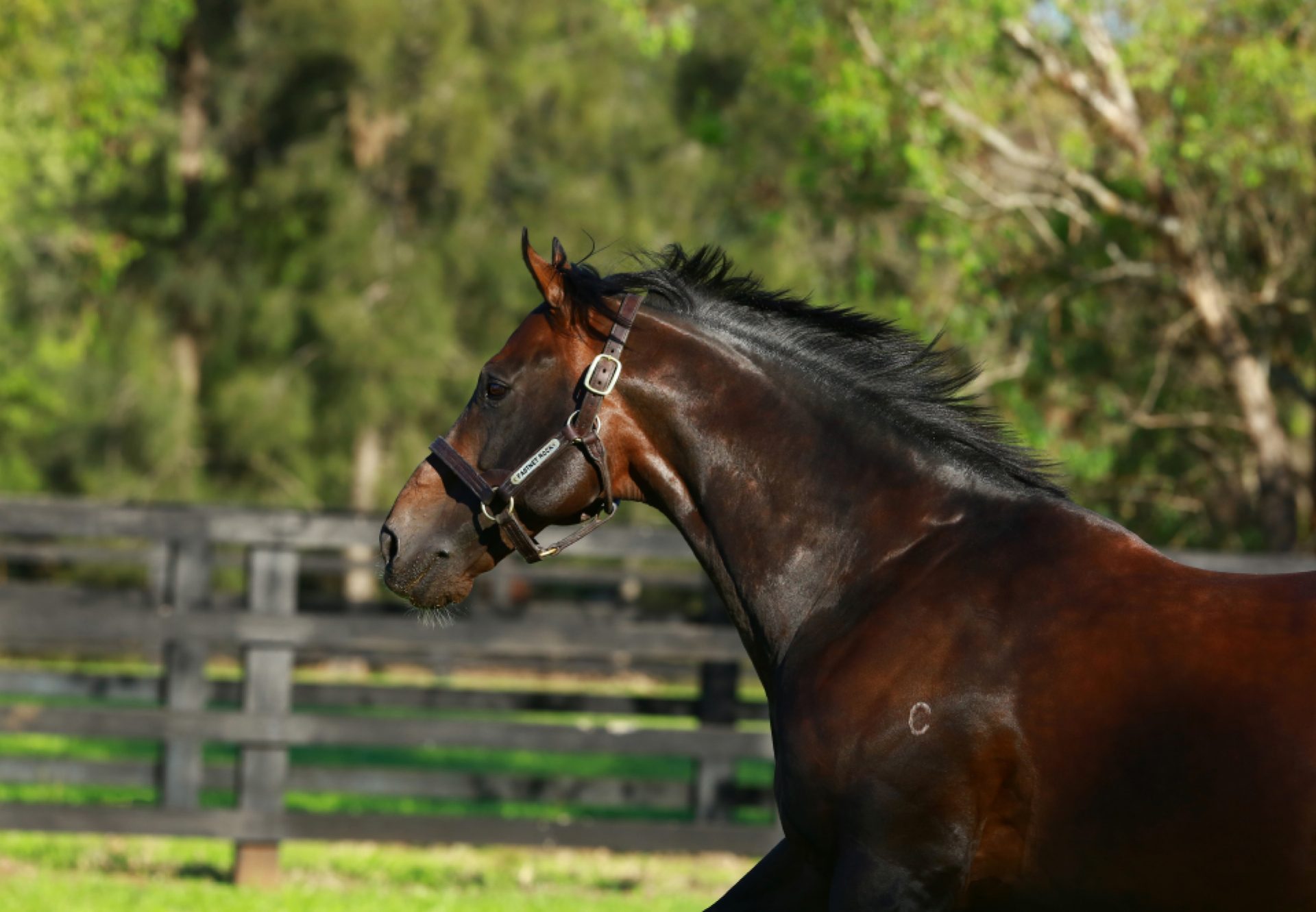 Fastnet Rock head shot