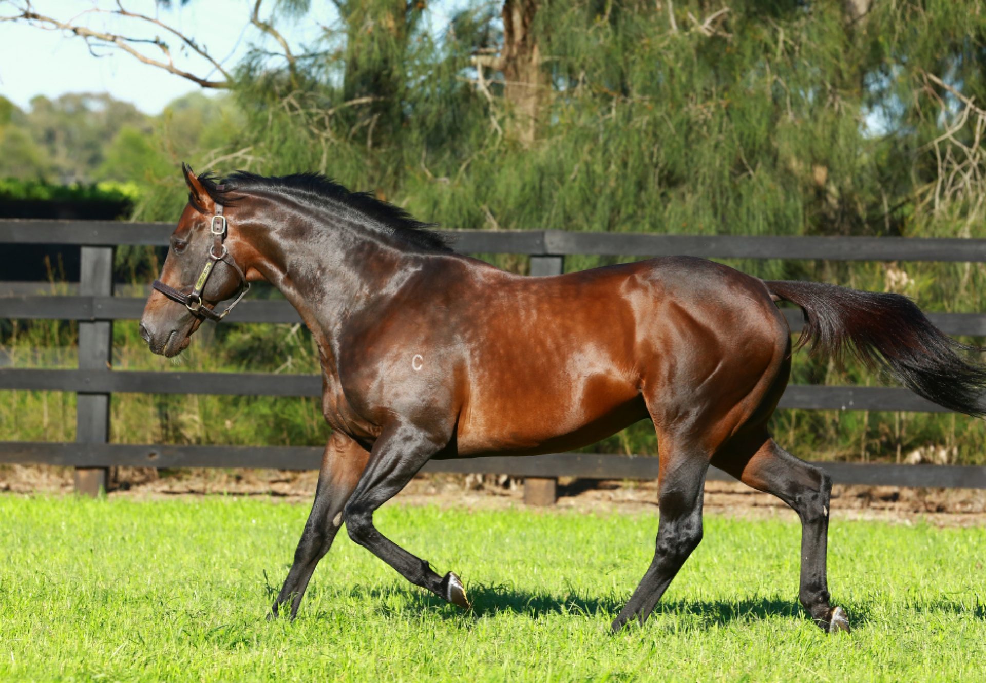 Fastnet Rock paddock shot