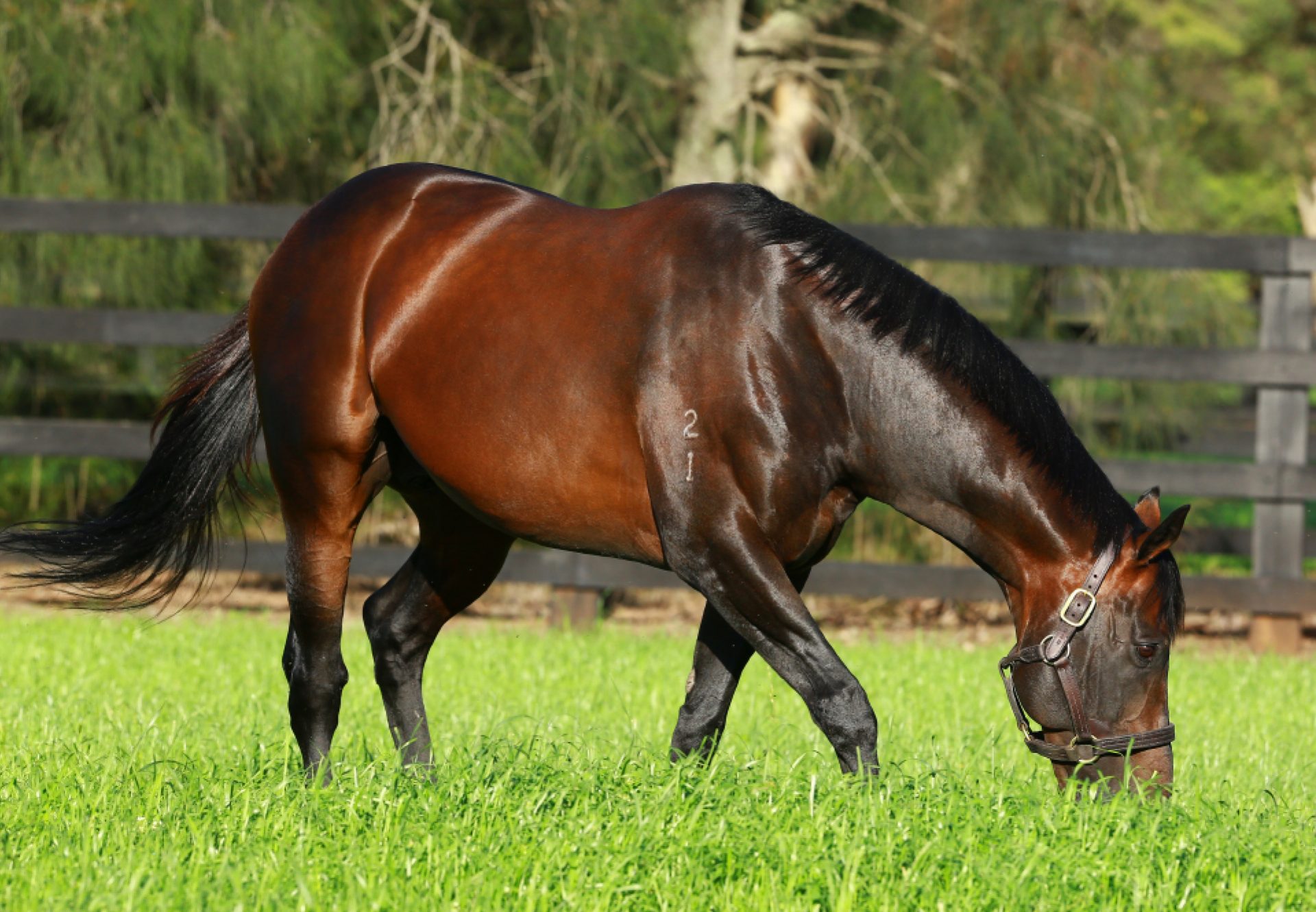 Fastnet Rock grazing