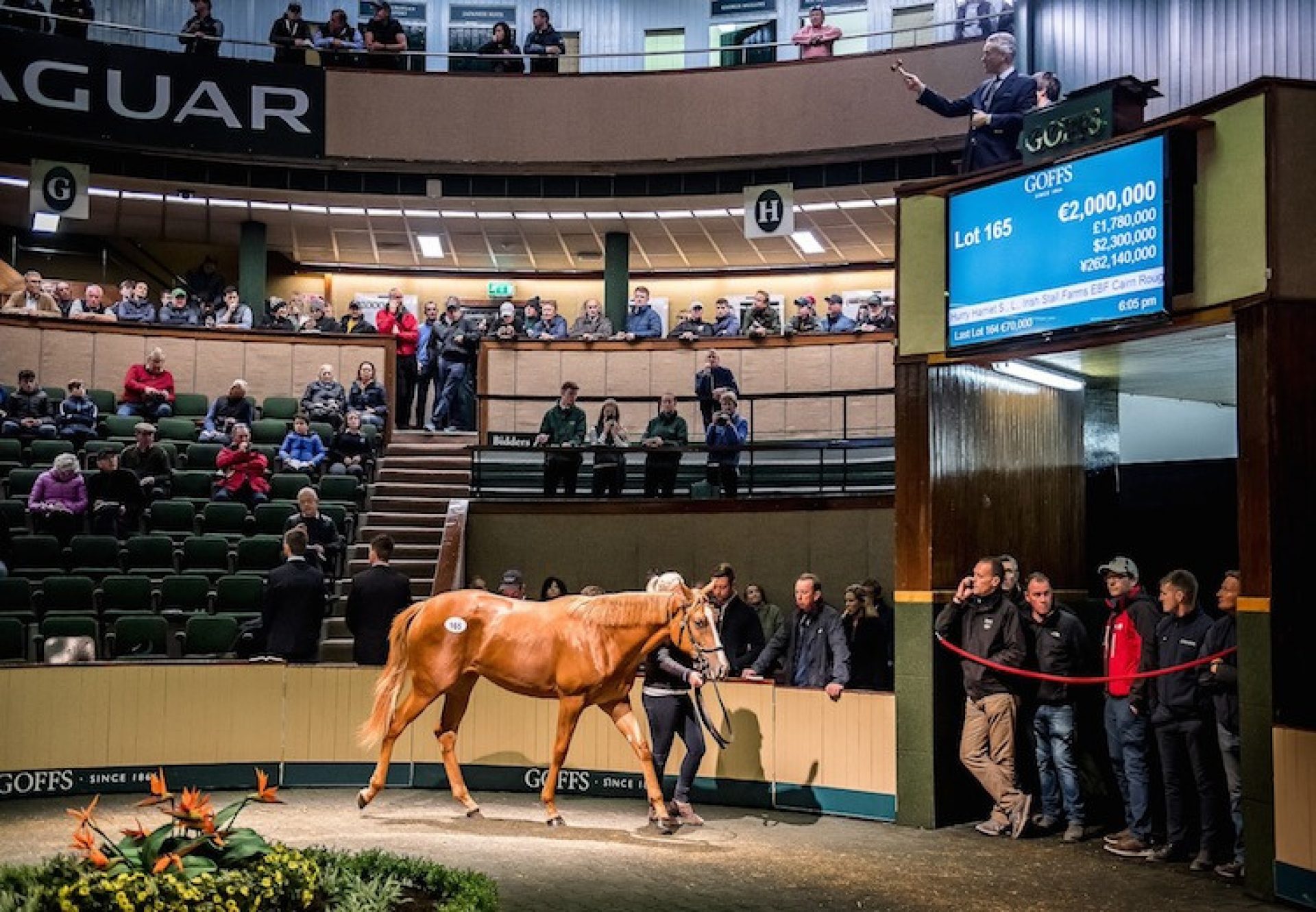 Galileo ex Aleagueoftheirown selling for €2m at Goffs Orby Sale