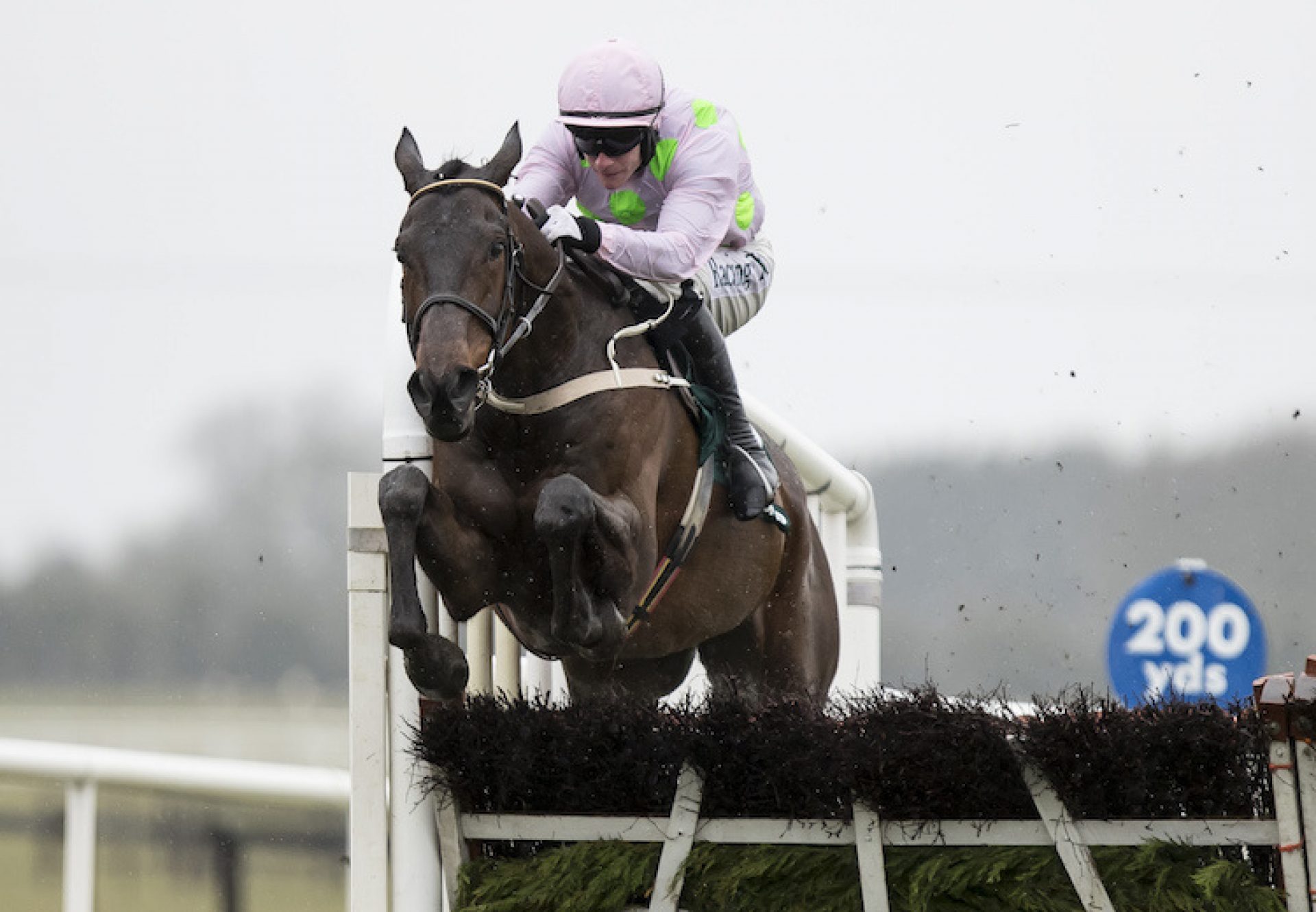 Getabird (Getaway) winning a G2 Novice Hurdle at Fairyhouse