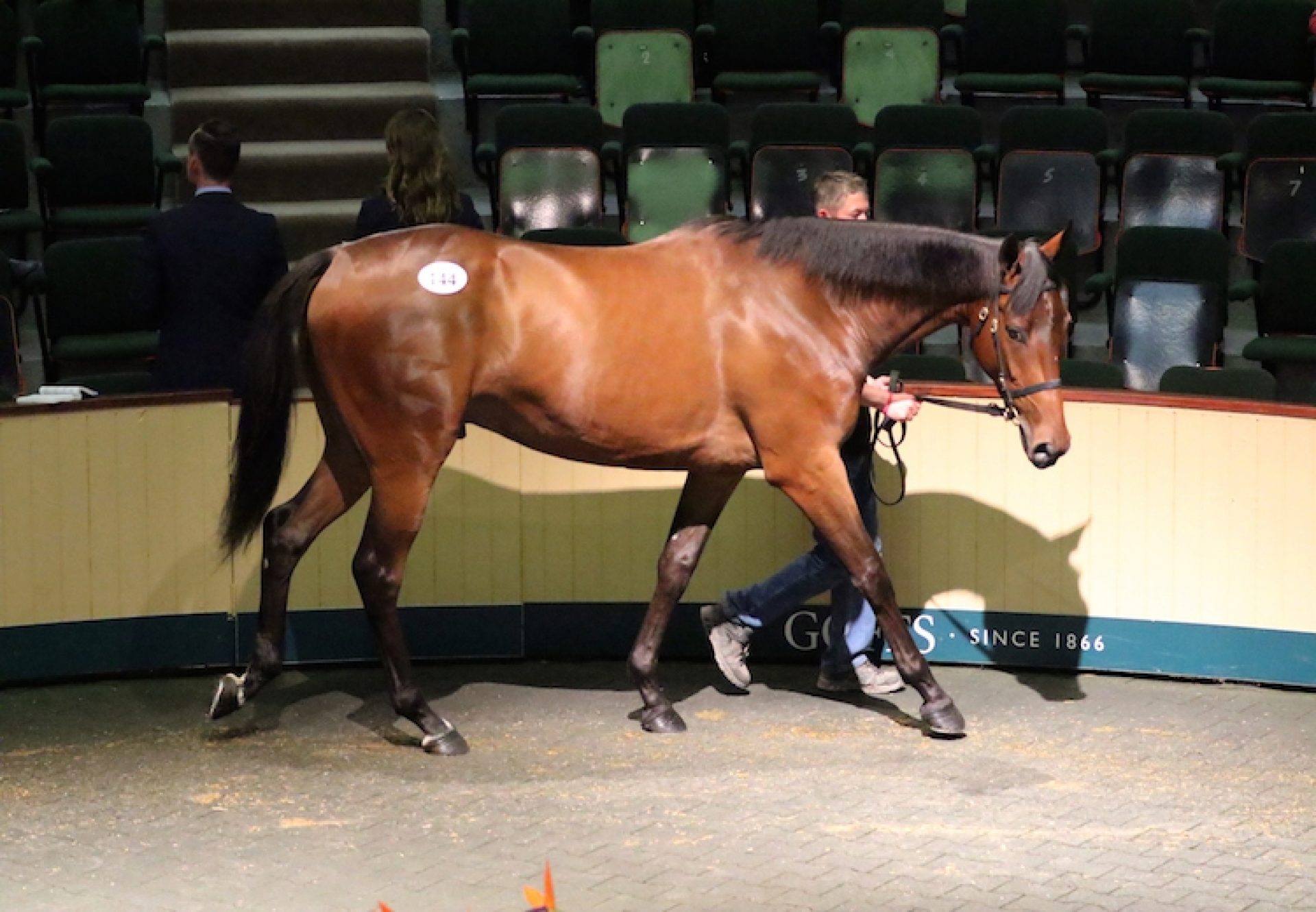 Getaway ex Tierneys Choice gelding selling for €160,000 at Goffs