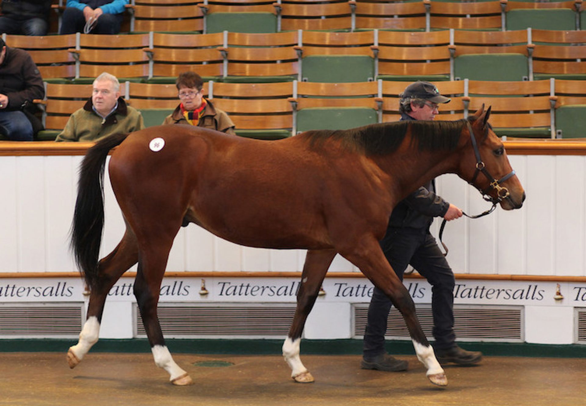 Glenagles ex Bridal Dance yearling colt selling for 240,000gns at Tattersalls December Yearling Sale