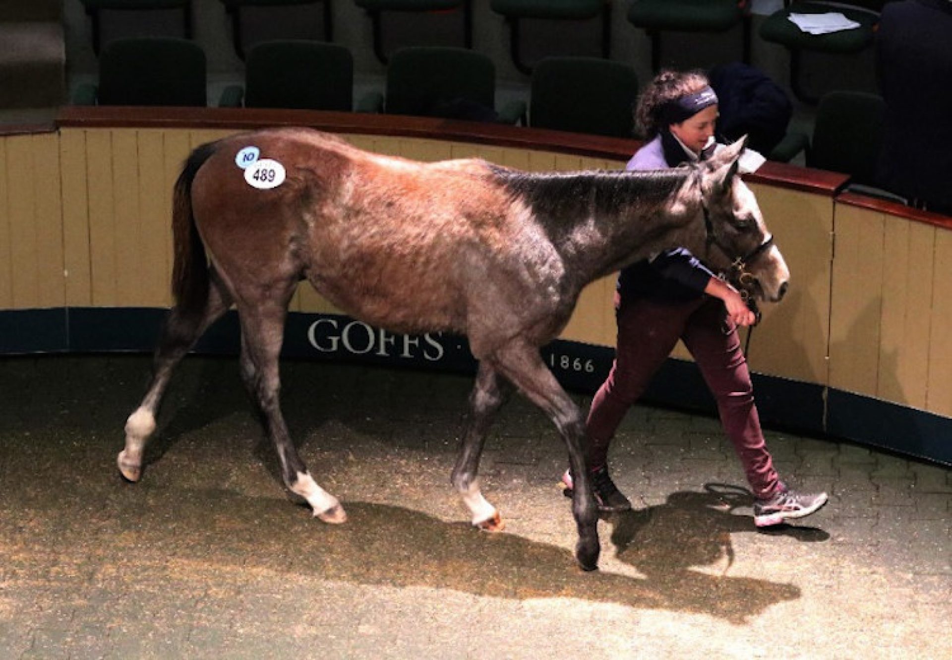 Gleneagles ex Convocate selling for €150,000 at Goffs