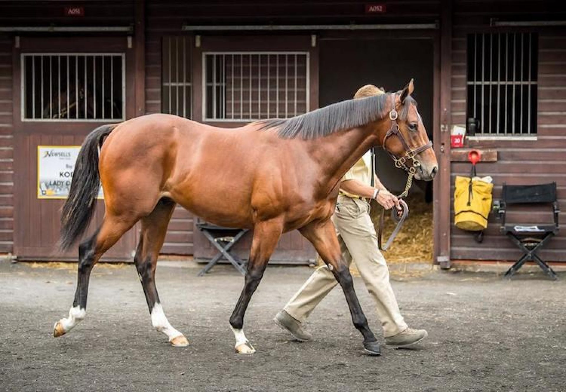 Gleneagles ex Lady Eclair yearling colt