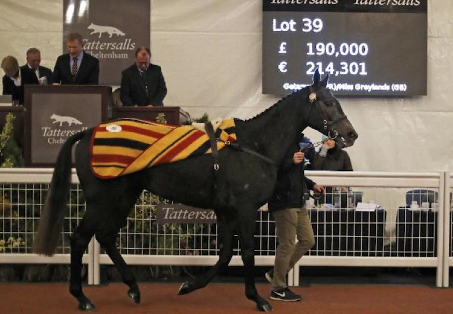 Grey Getaway (Getaway) selling for £190,000 at Cheltenham