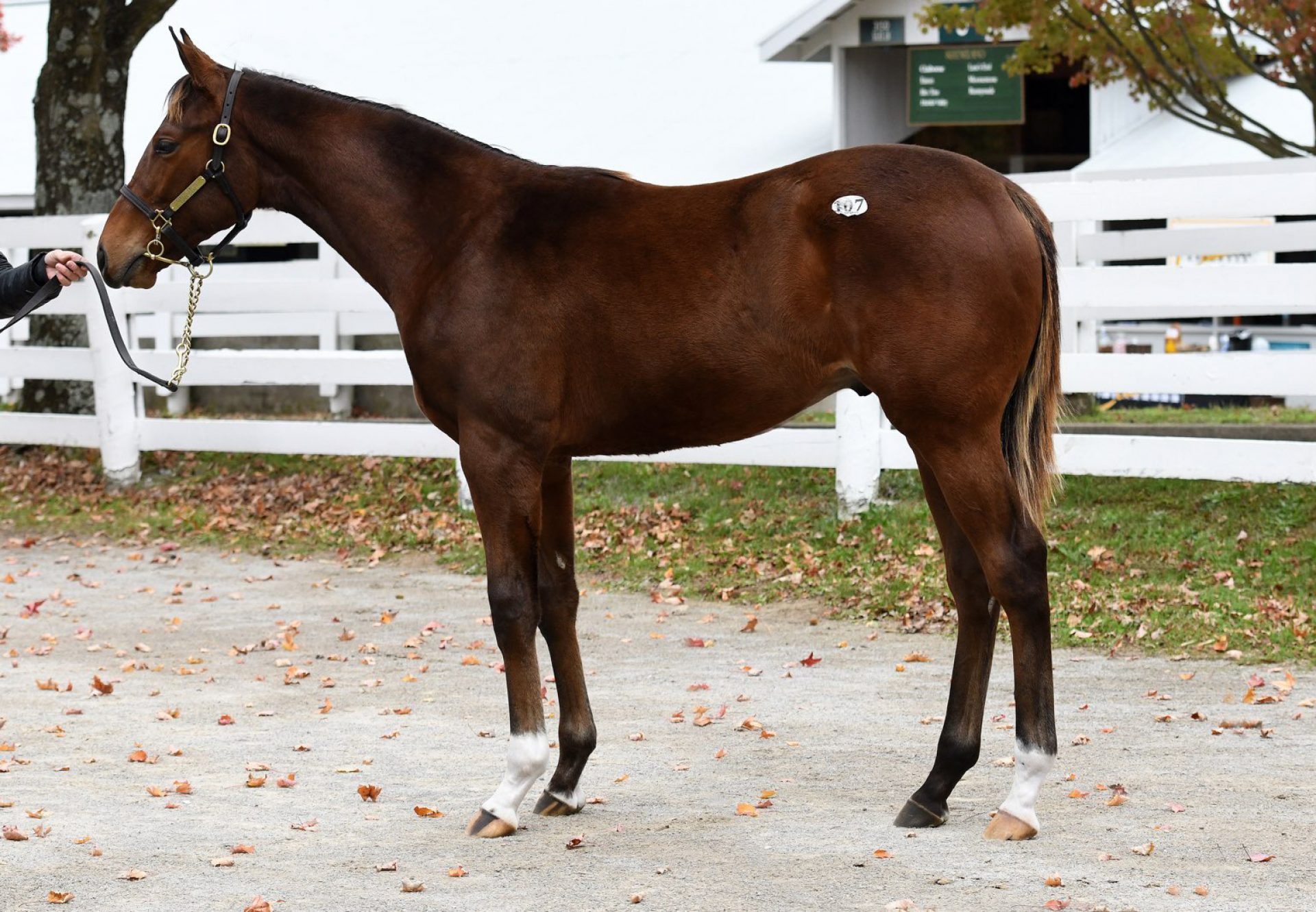 Hip 107 Classic Empire X Super Divine Kee Nov Confo