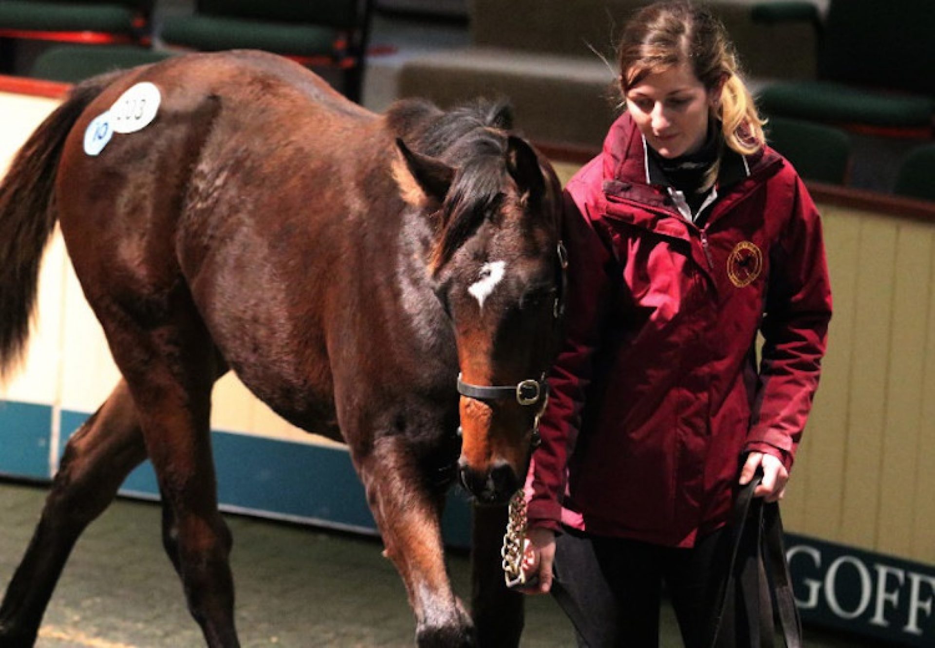 Holy Roman Emperor ex Laqataat colt selling for €120,000 at Goffs