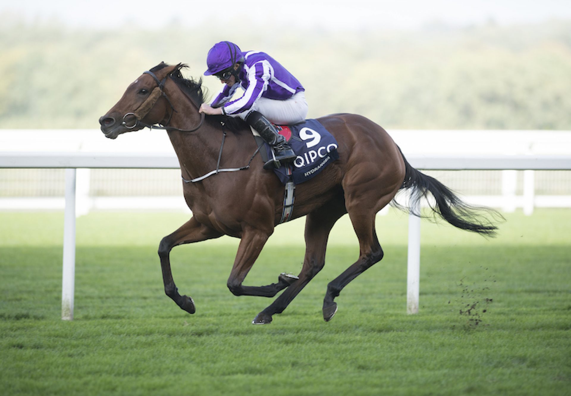 Hydrangea (Galileo) winning the G1 QIPCO British Champions Fillies & Mares Stakes at Ascot