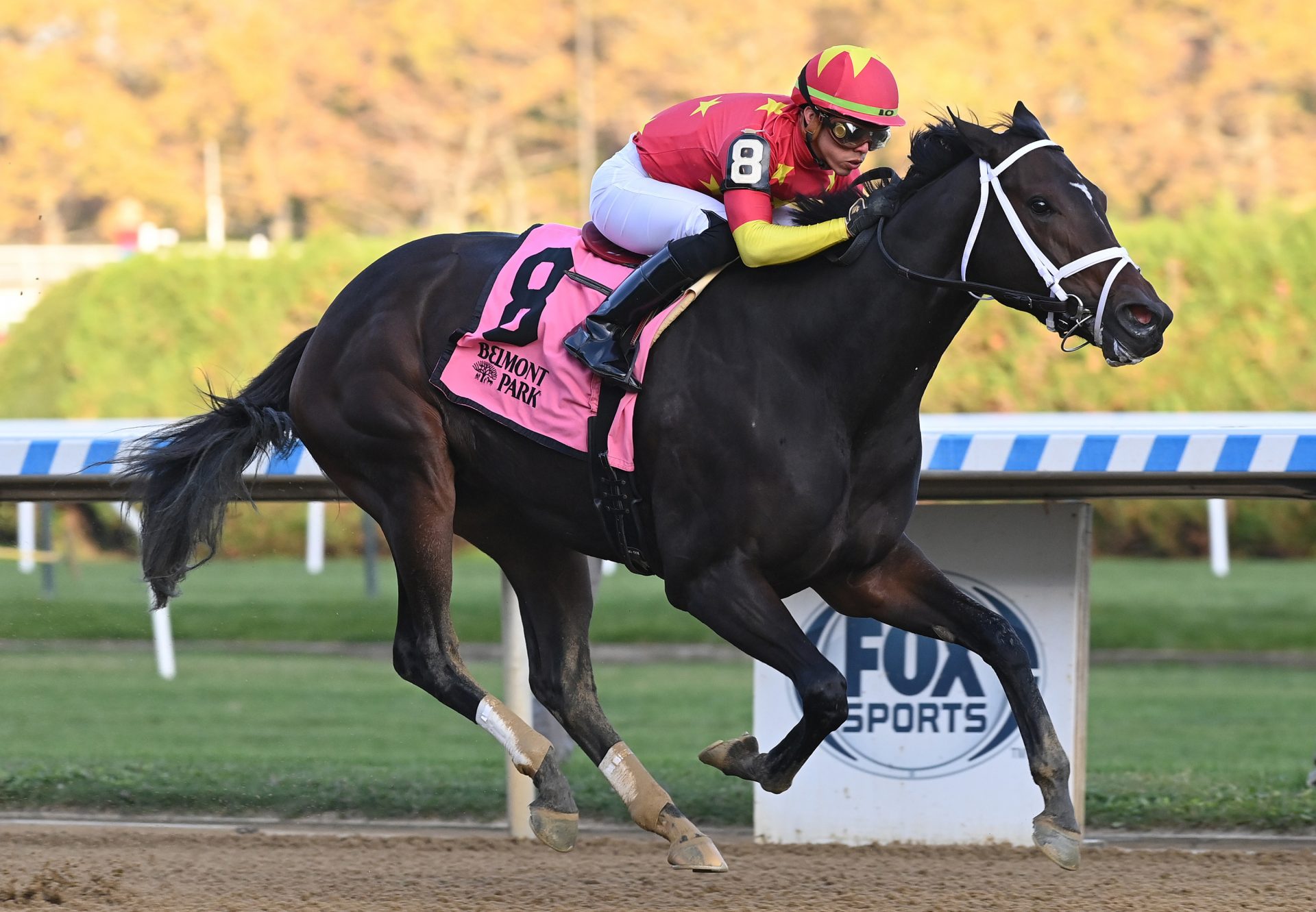 Let Her Inspire U (Practical Joke) Wins The Empire Distaff Stakes at Belmont @Aqueduct