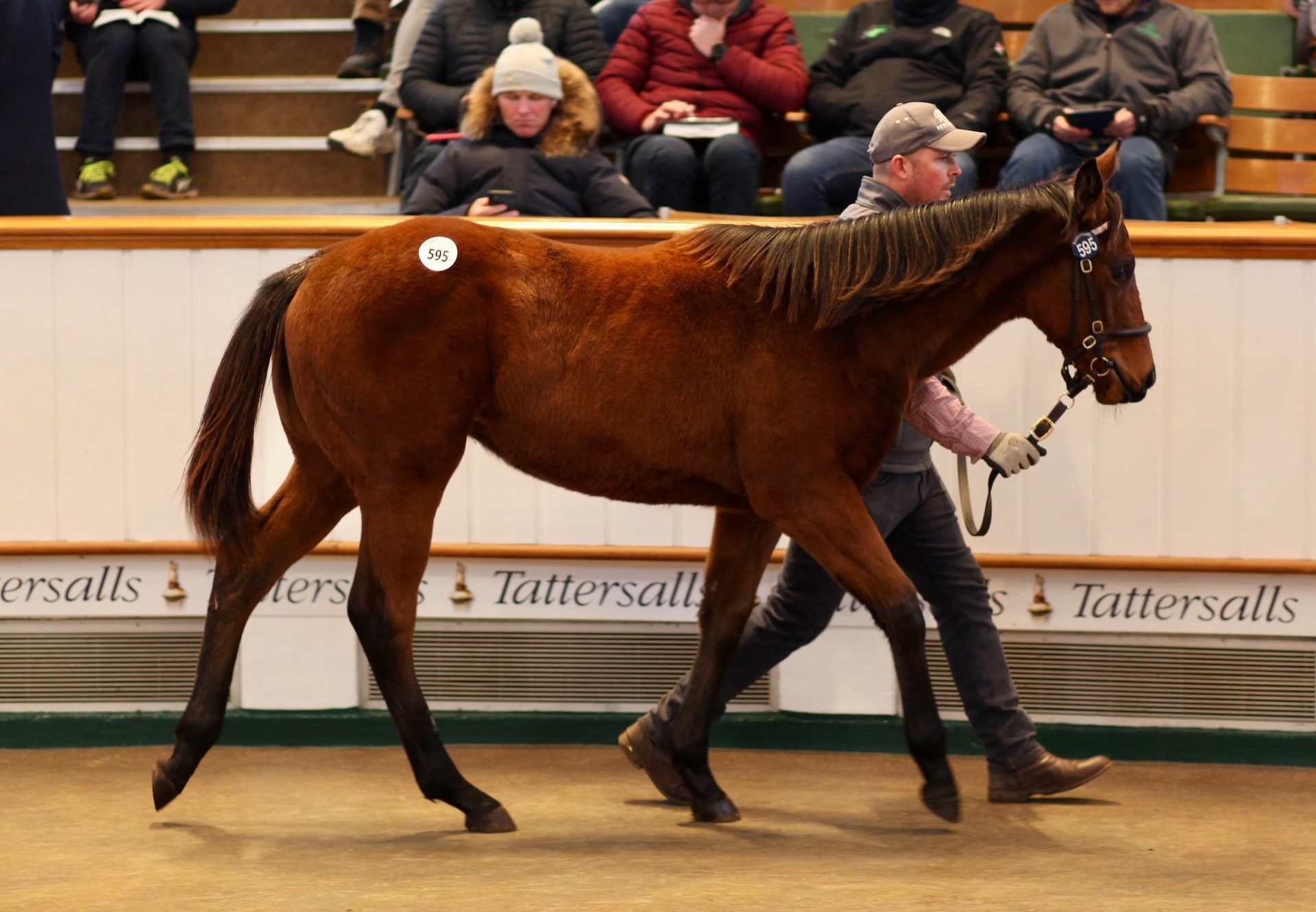 Lot 595 Tattersalls December Foal Sale Magna Grecia ex. Shes So Flawless