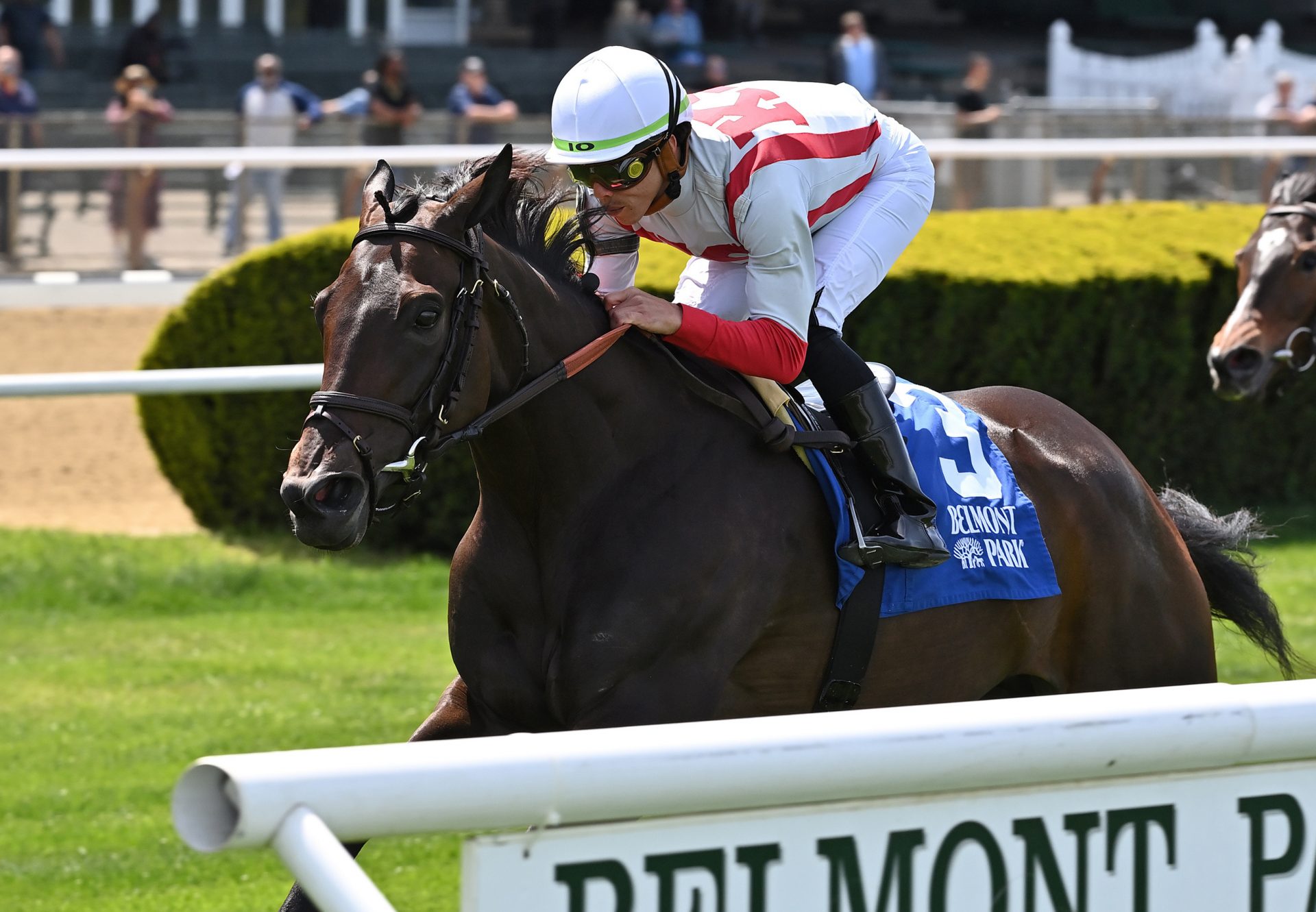 Marketsegmentation (American Pharoah) winning the Gr.3 Beaugay Stakes at Belmont