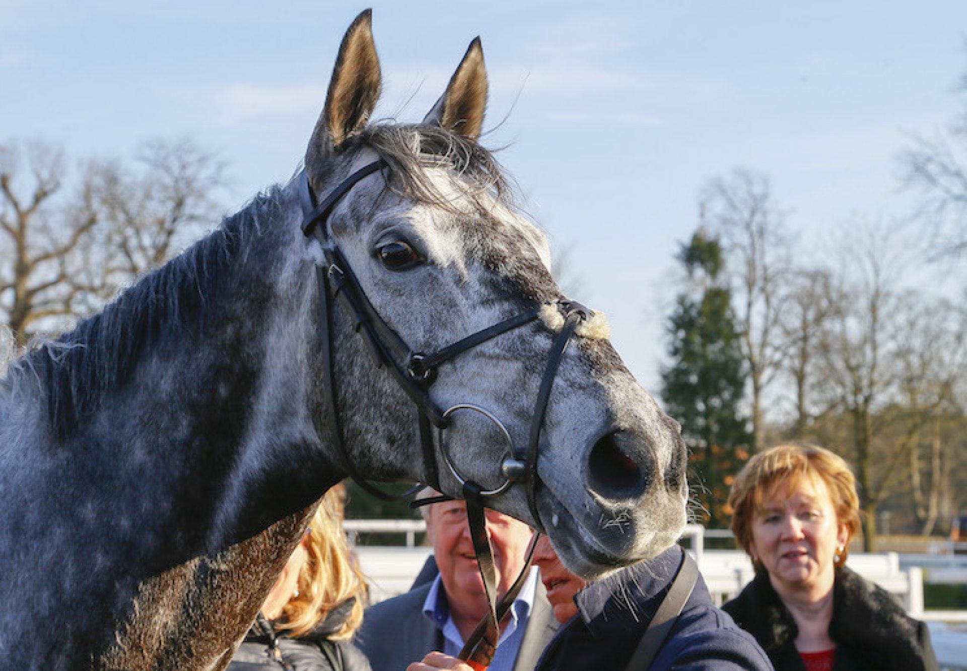 Master The World (Mastercraftsman) after winning the G3 Winter Derby at Lingfield
