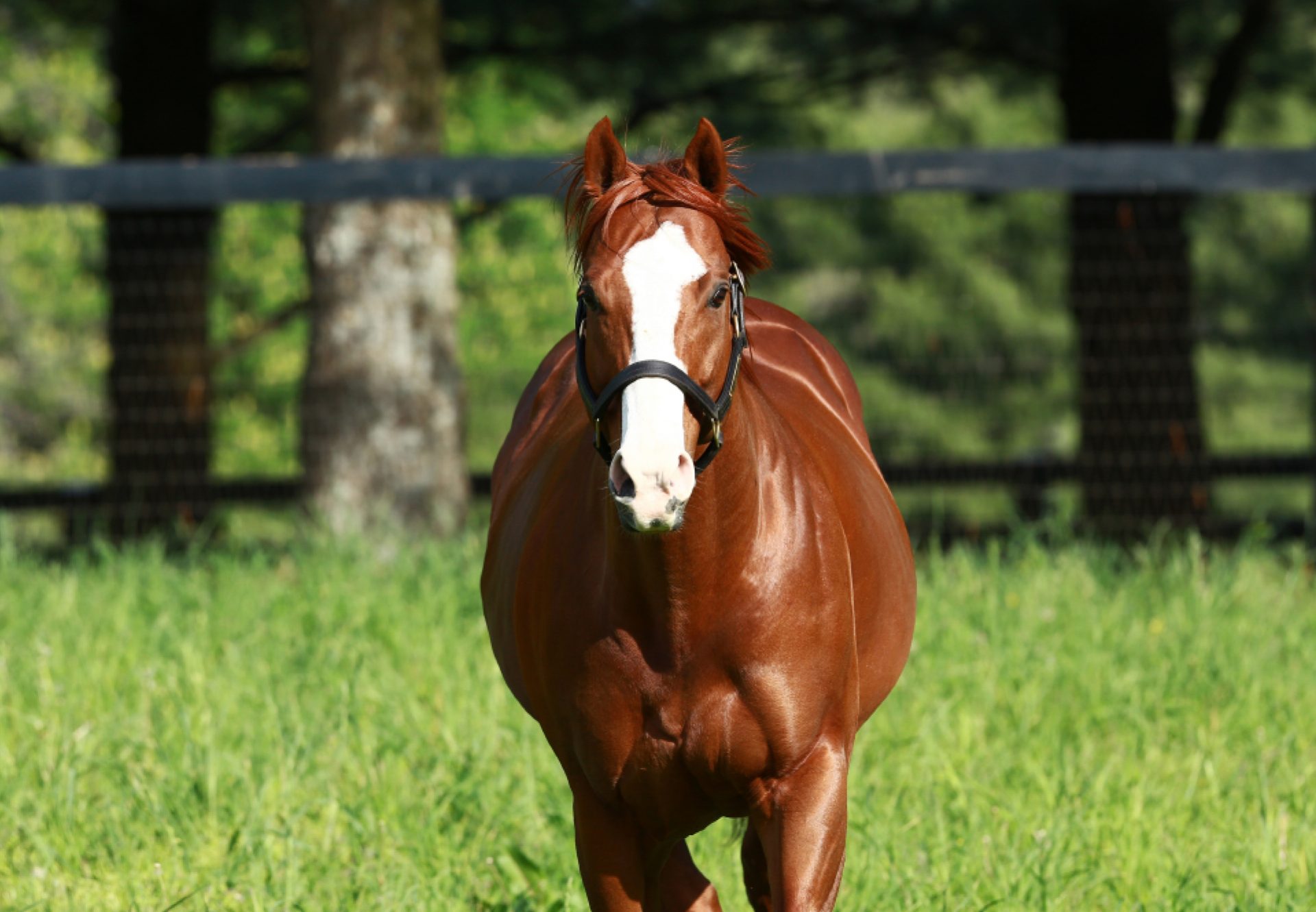 Munnings paddock shot