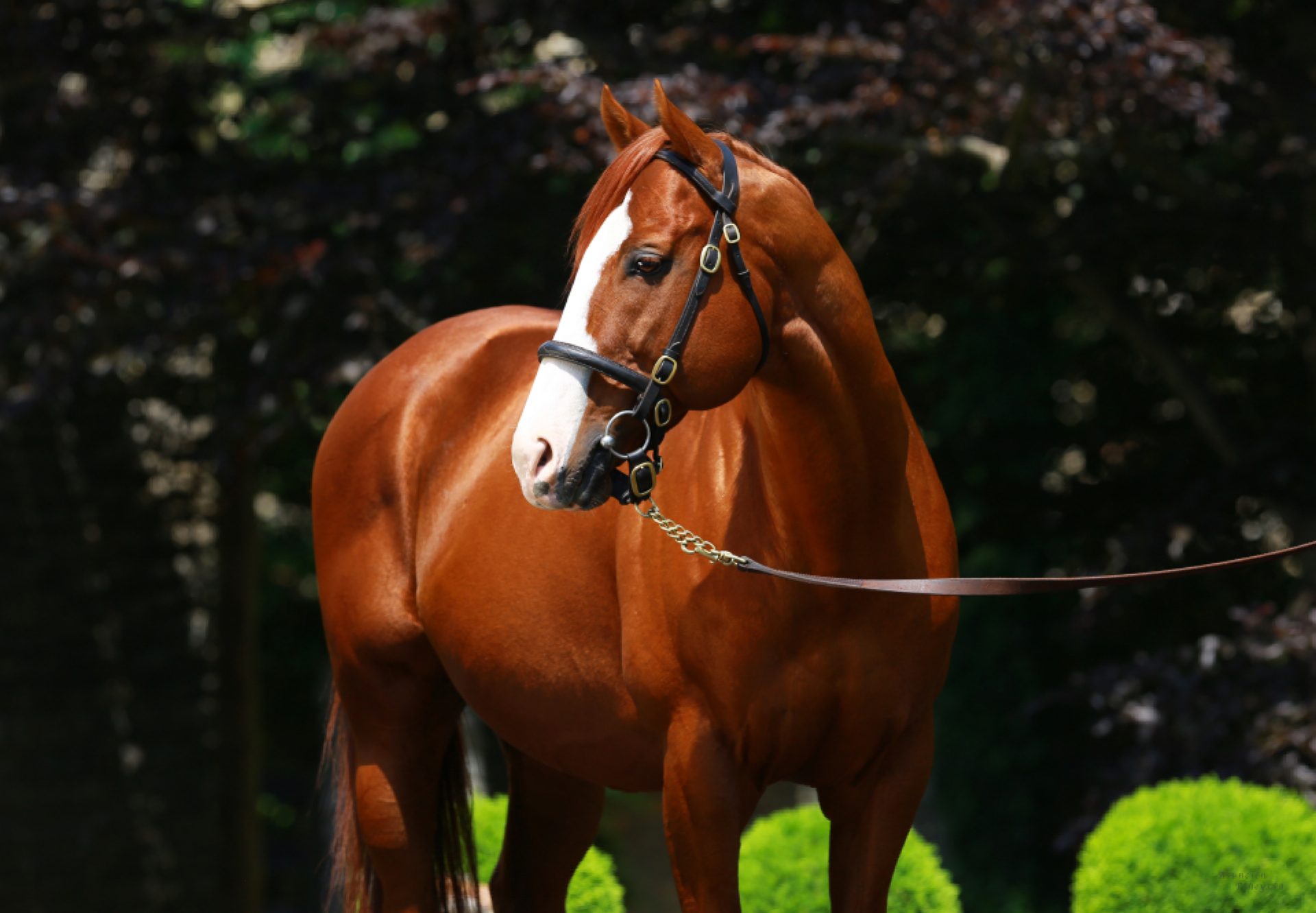 Munnings head shot