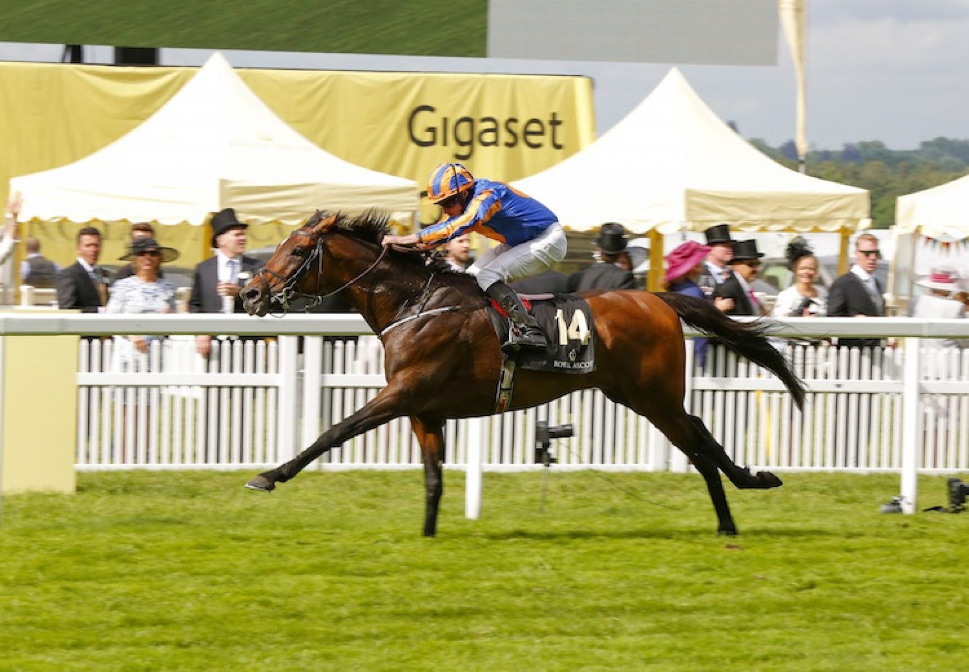 Order Of St George (Galileo) winning the G1 Ascot Gold Cup at Royal Ascot