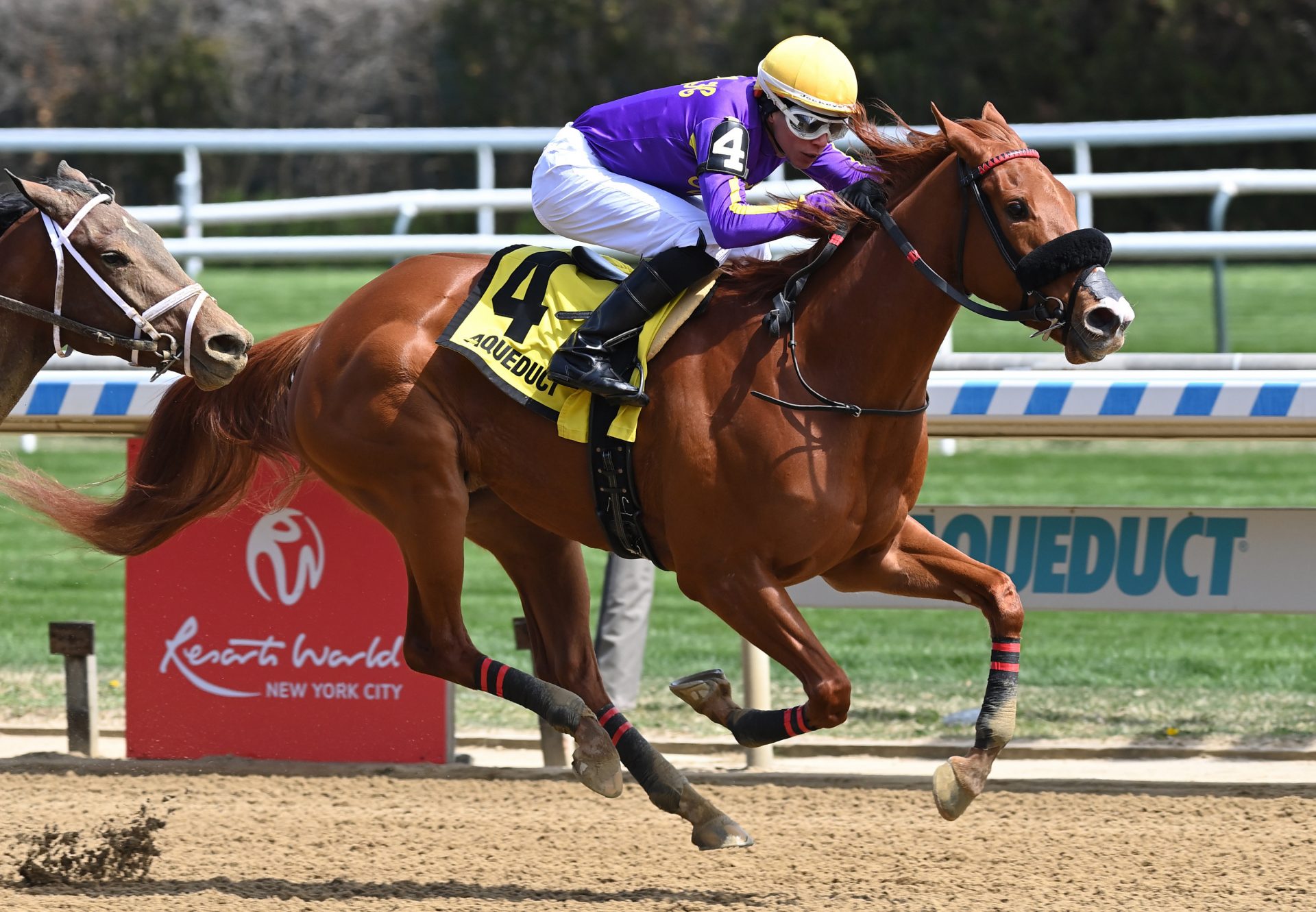 Promiseher (American Pharoah) winning the Gr.3 Gazelle Stakes at Aqueduct