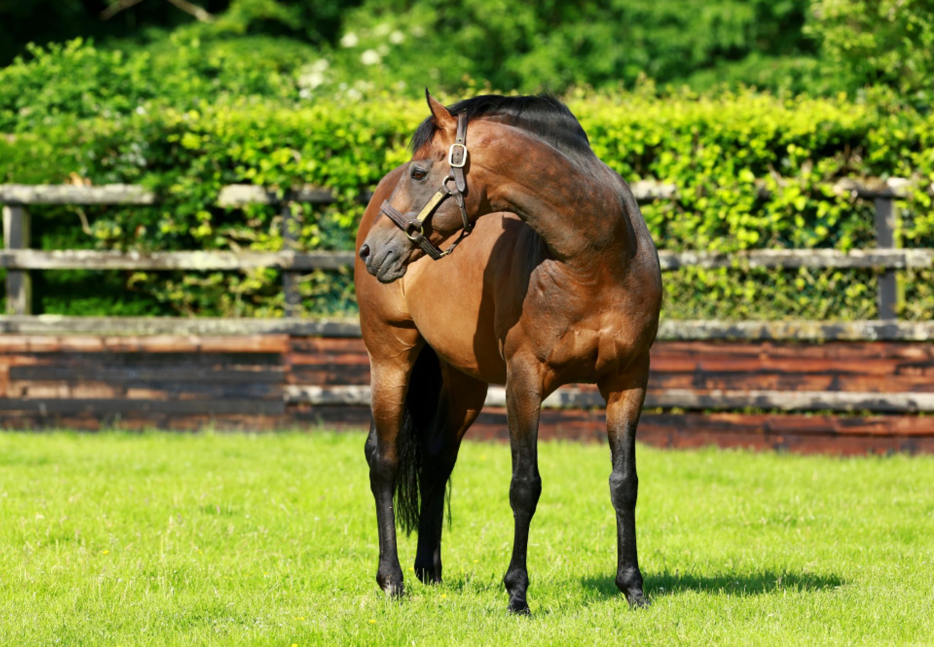 Rock Of Gibraltar paddock shot