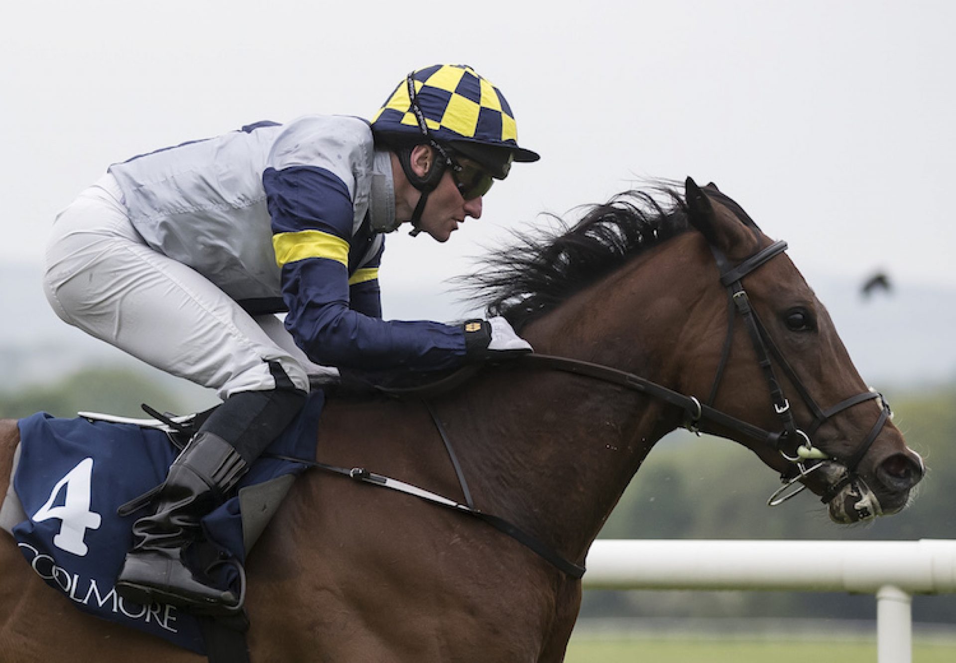 Servalan (No Nay Never) winning the Listed Fillies Sprint at Naas