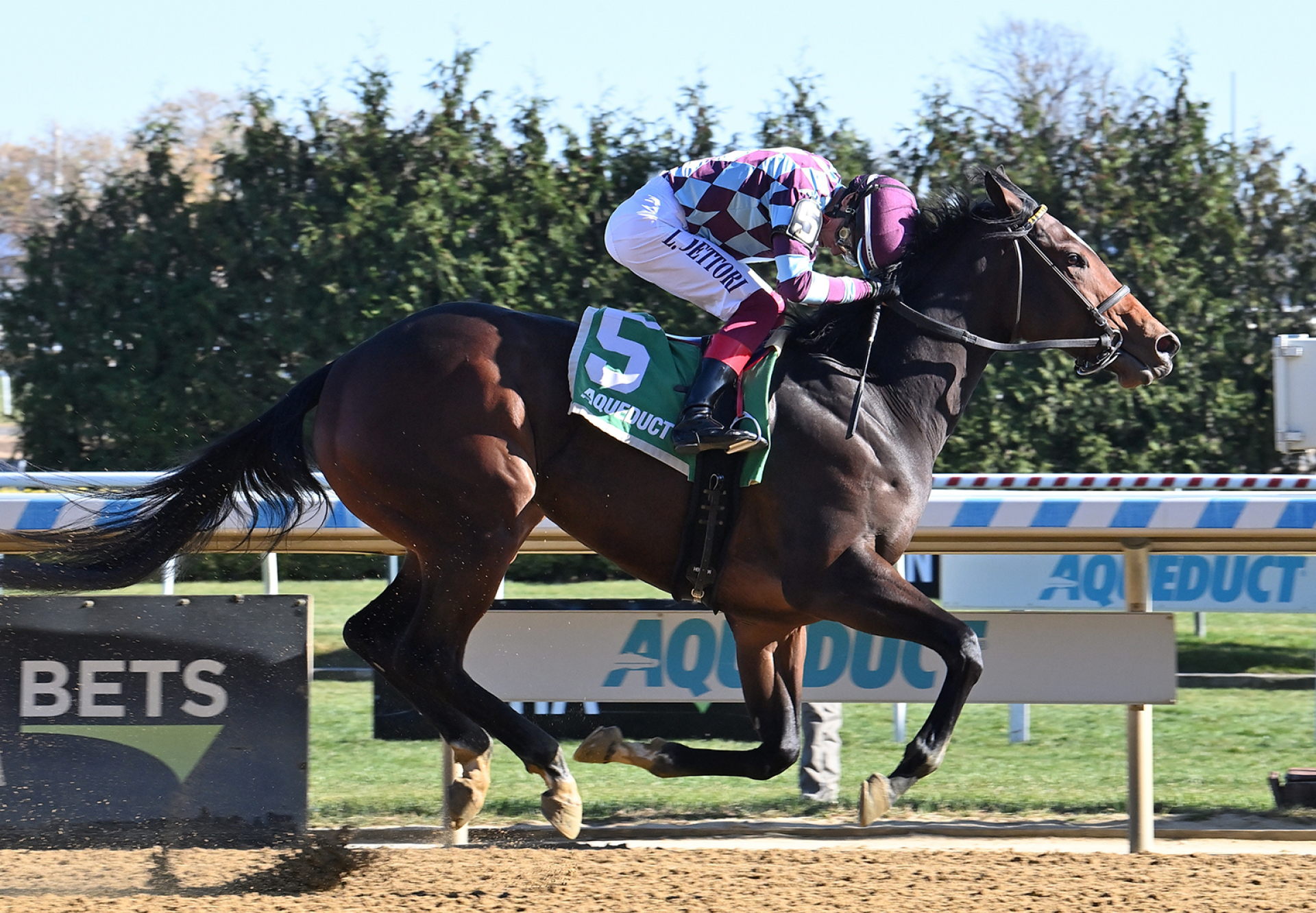 Shoot It True (Munnings) Wins The Notebook