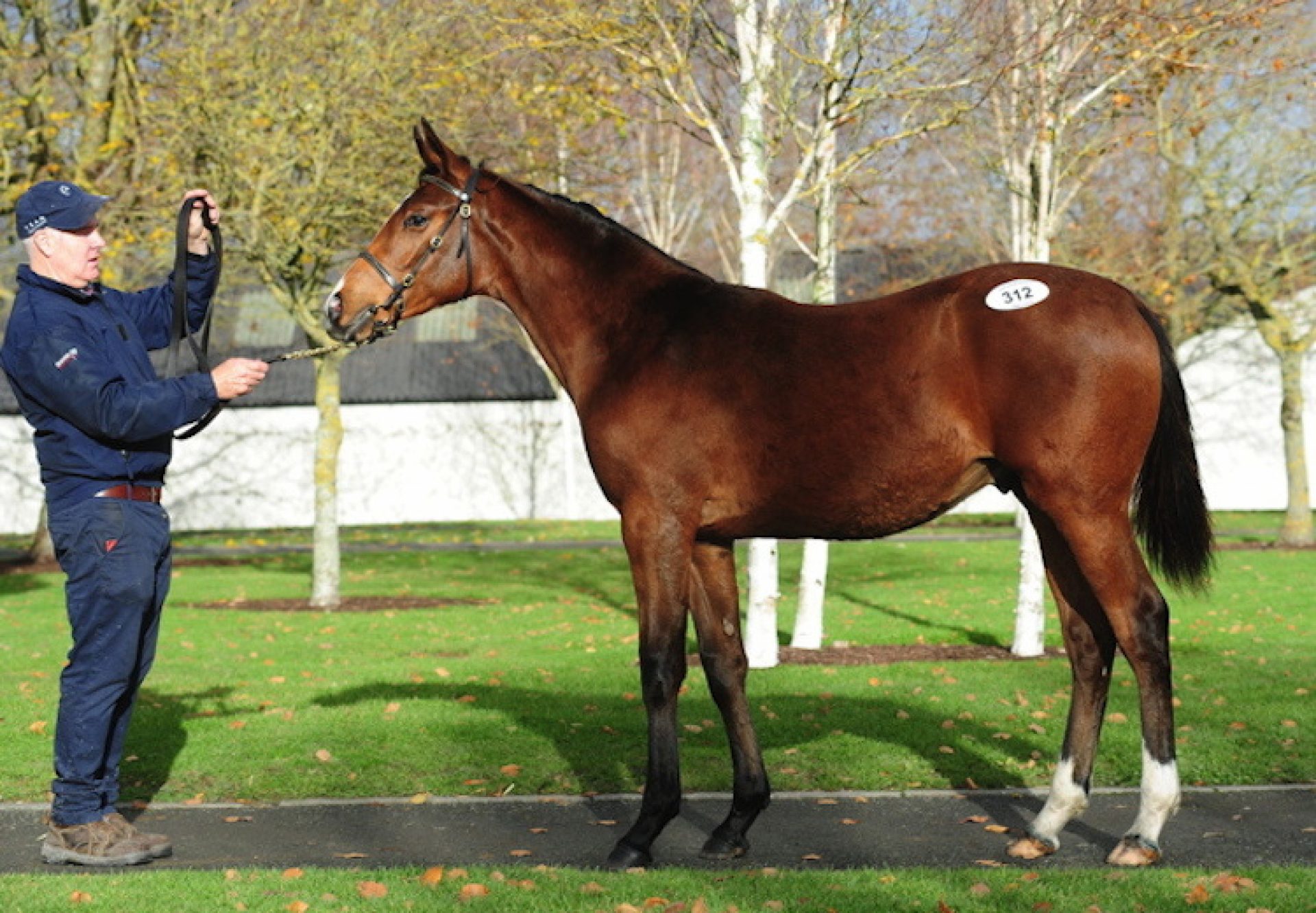 Soldier Of Fortune ex Bells Walk Dear colt foal conformation shot