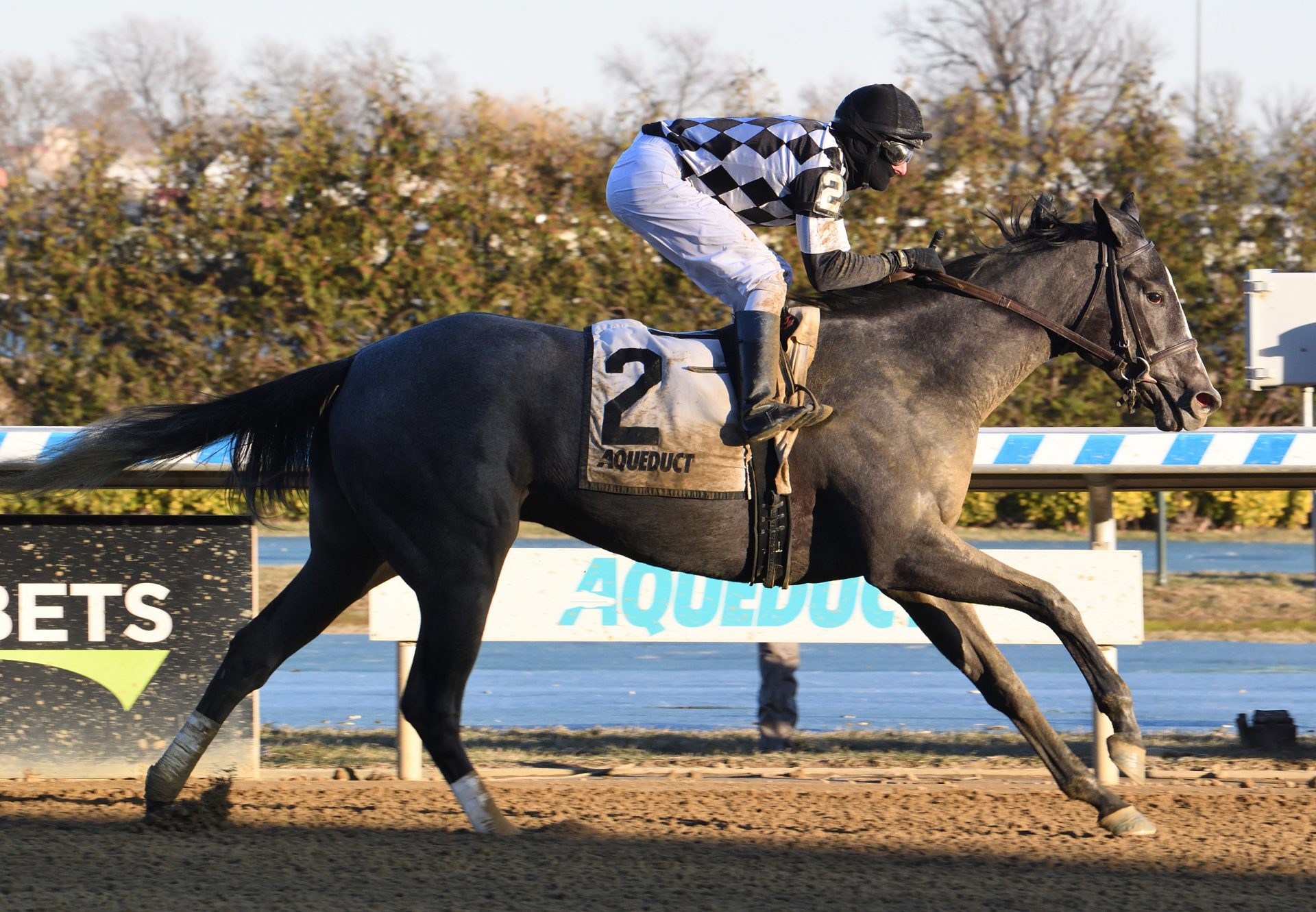 Sterling Silver (Cupid) wins The Franklin Squares at Aqueduct