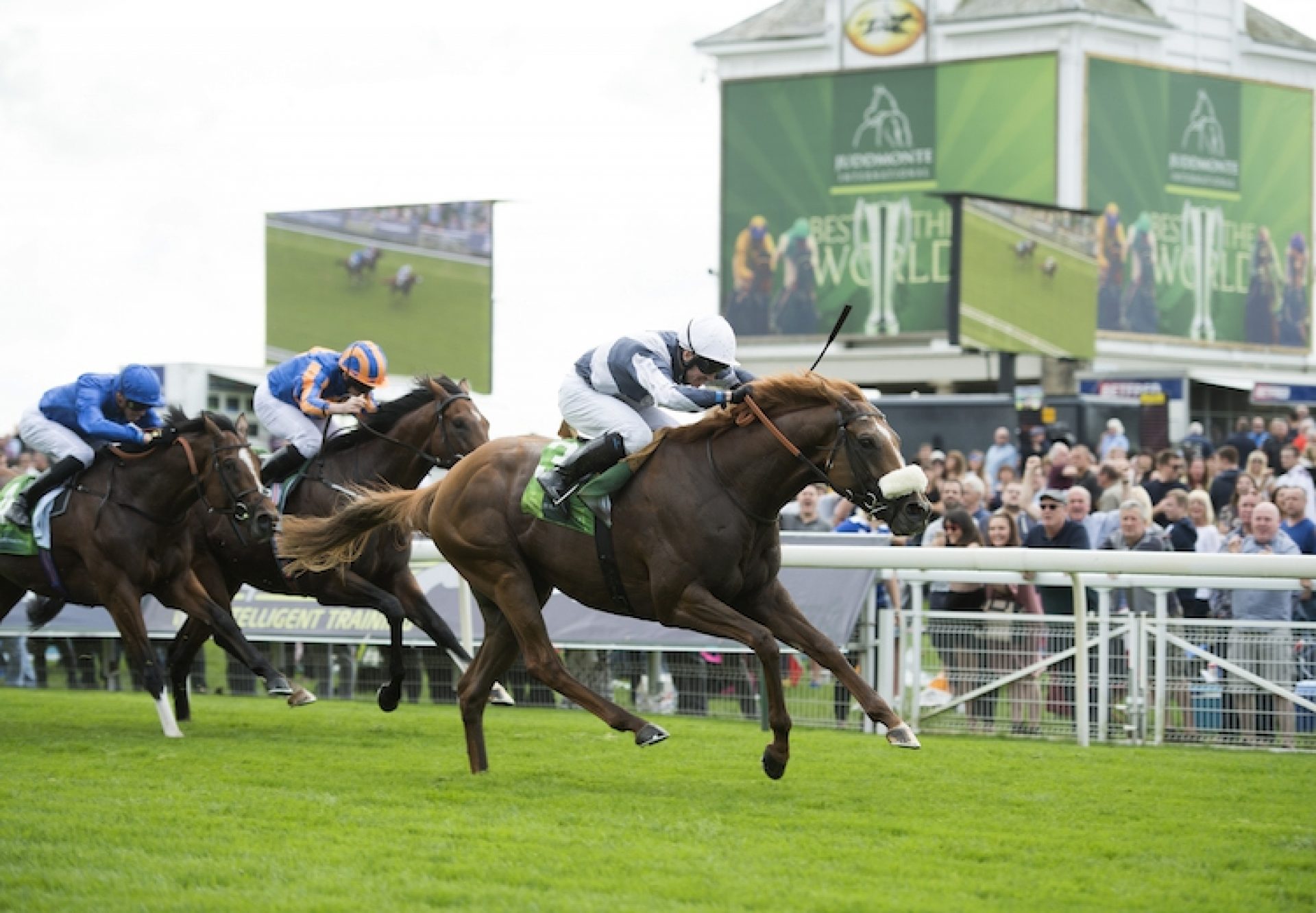 Ulysses (Galileo) winning the Juddmonte International (Gr.1) at York