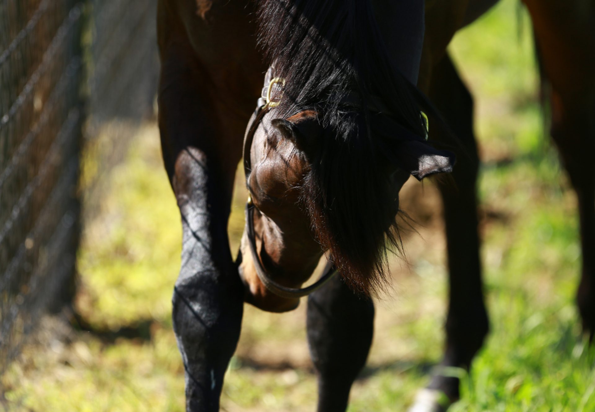 Uncle Mo paddock