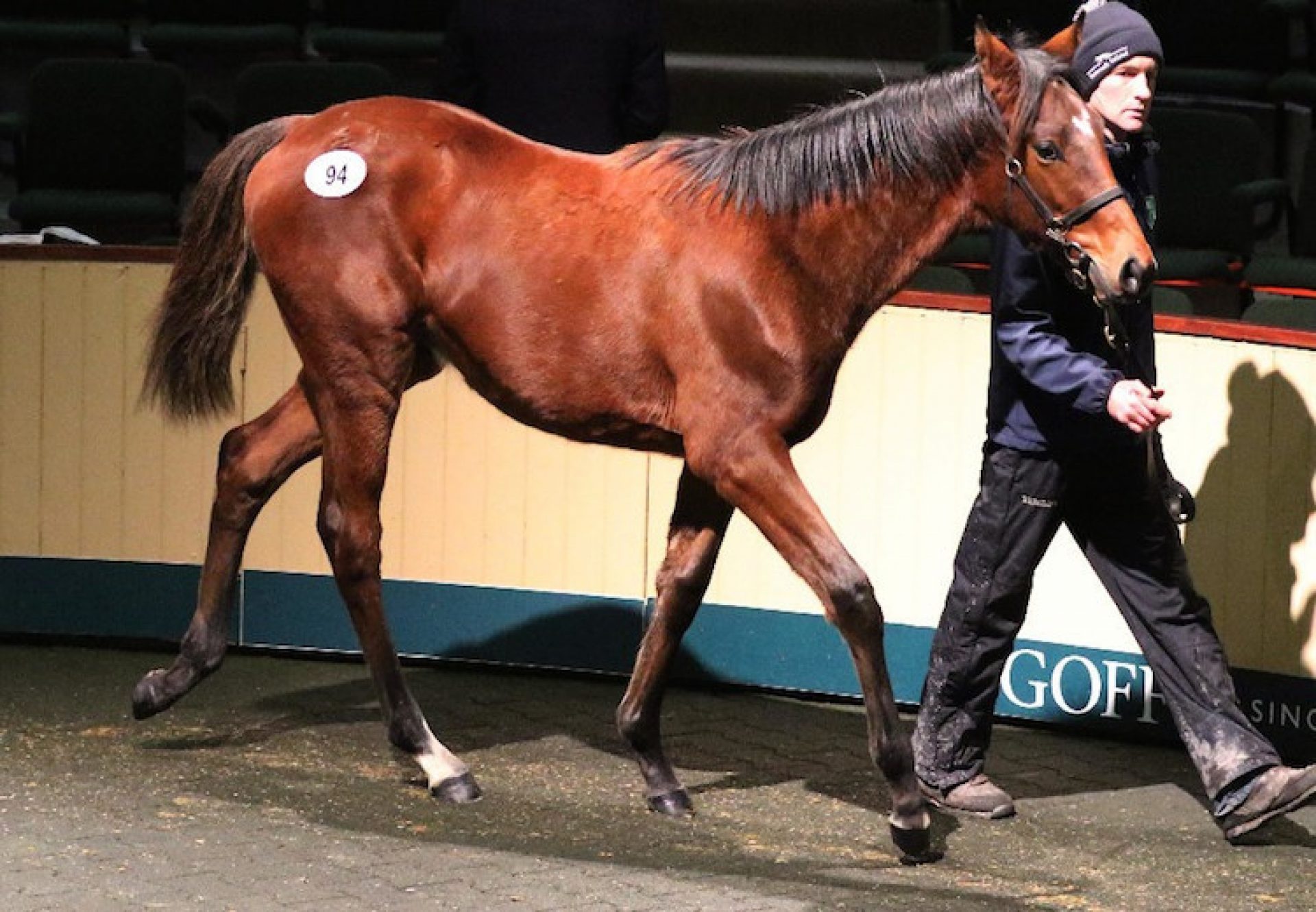 Walk In The Park ex Ma Furie colt selling for €50,000 at Goffs