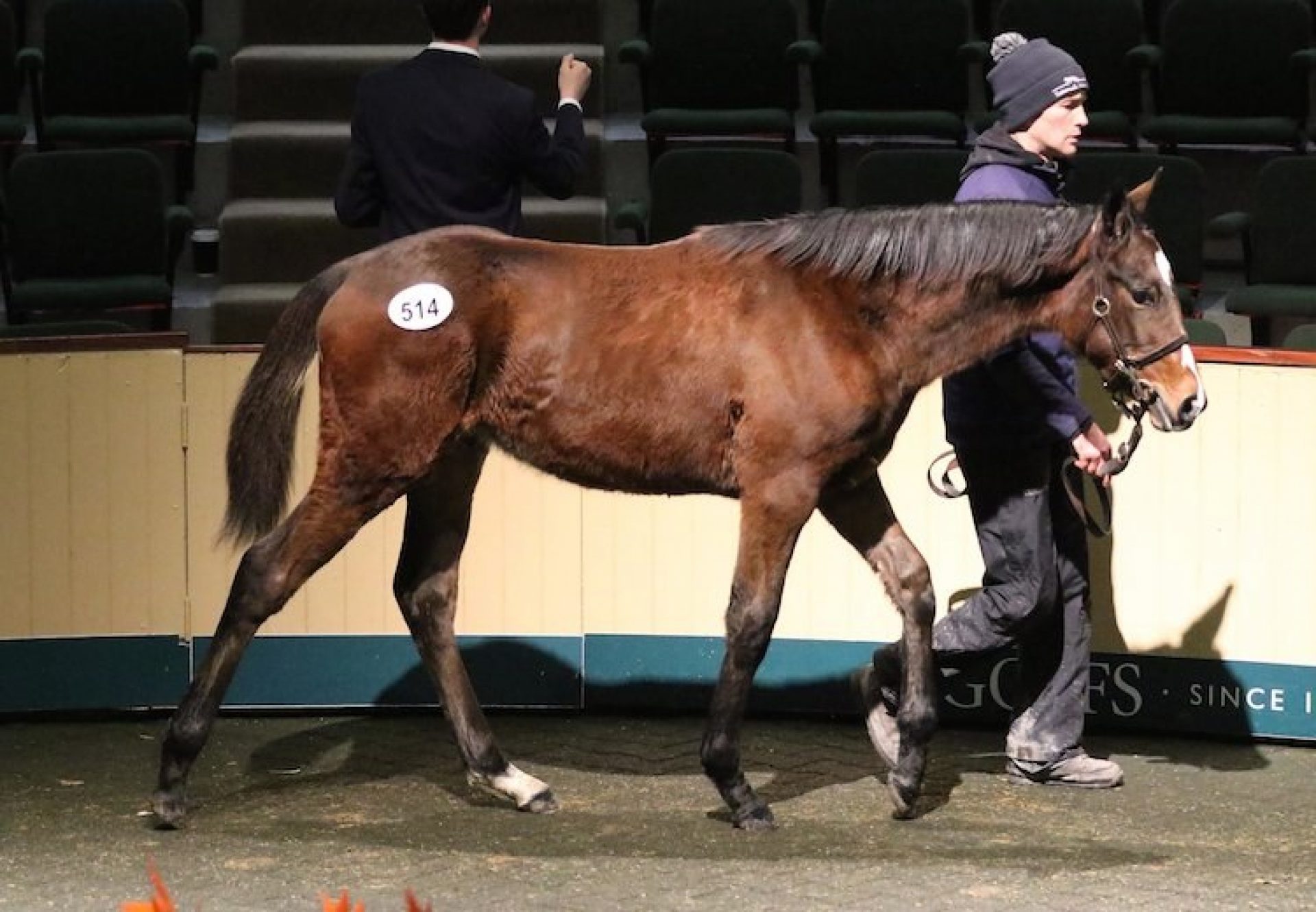 Walk In The Park ex Glens Melody colt selling for €72,000 at Goffs