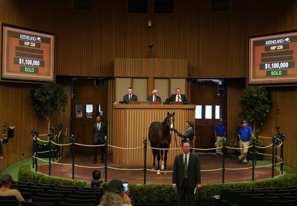 Justify x Milam yearling colt selling for $1.1 million at Keeneland September