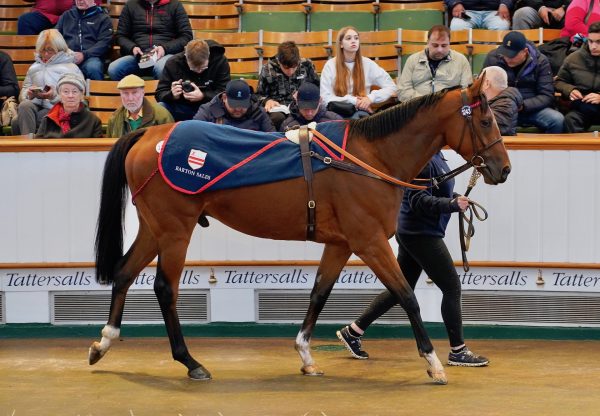 Aemilianus (Holy Roman Emperor) Sells For 250000Gns At Tattersalls