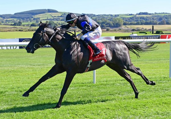 Amangani (No Nay Never) Wins Her Maiden At Punchestown