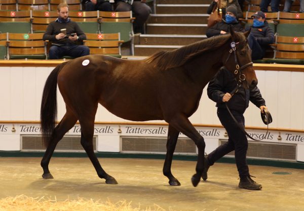 Aperitif Sells In Foal To Ten Sovereigns at Tattersalls