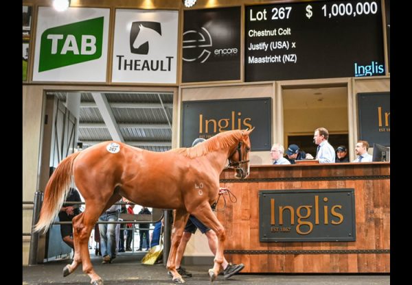 Justify X Maastricht colt Sale Ring