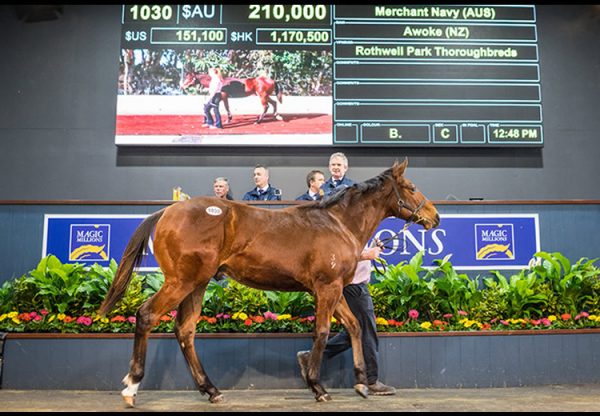 Merchant Navy ex Awoke weanling colt selling for $210,000 at the MM National Weanling sale