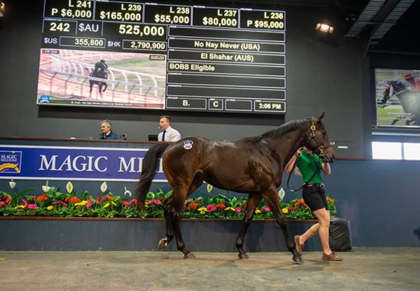 No Nay Never ex El Shahar 2YO colt tops the Magic Millions 2YOs in training sale selling for $525,000