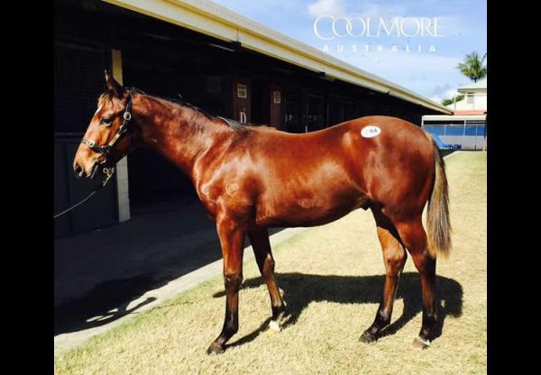 Pierro ex Assail weanling colt conformation shot