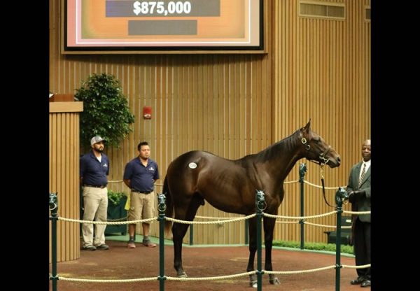Uncle Mo ex Morena yearling colt selling for $875,000 at Keeneland